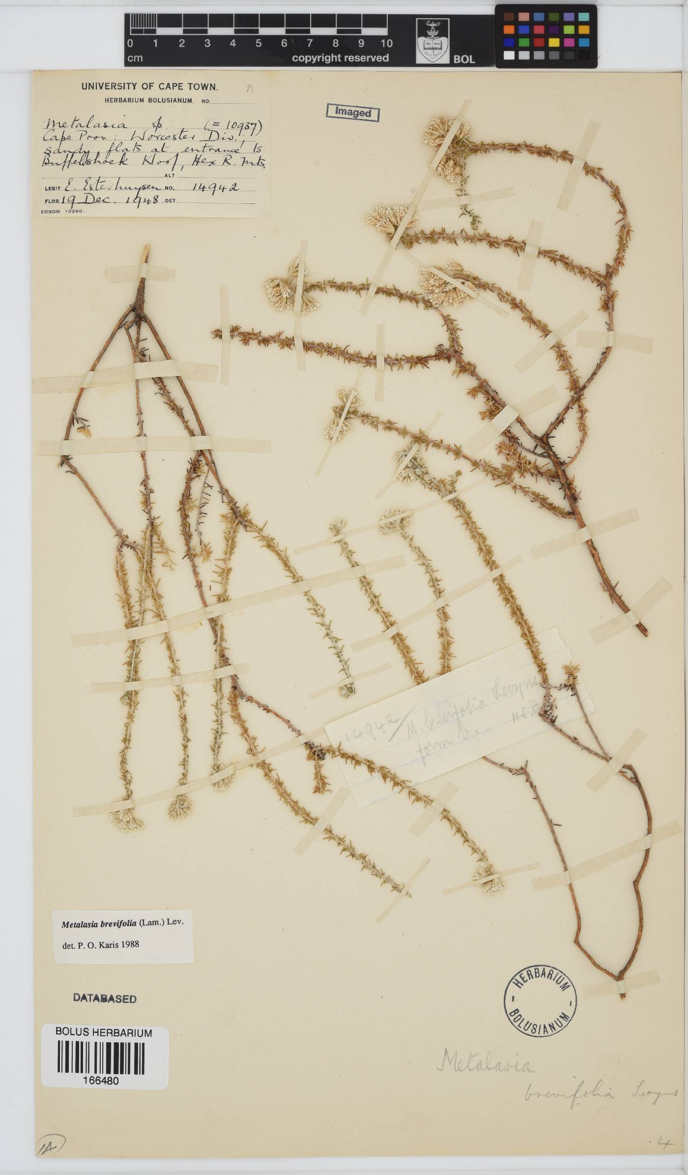 Metalasia brevifolia image