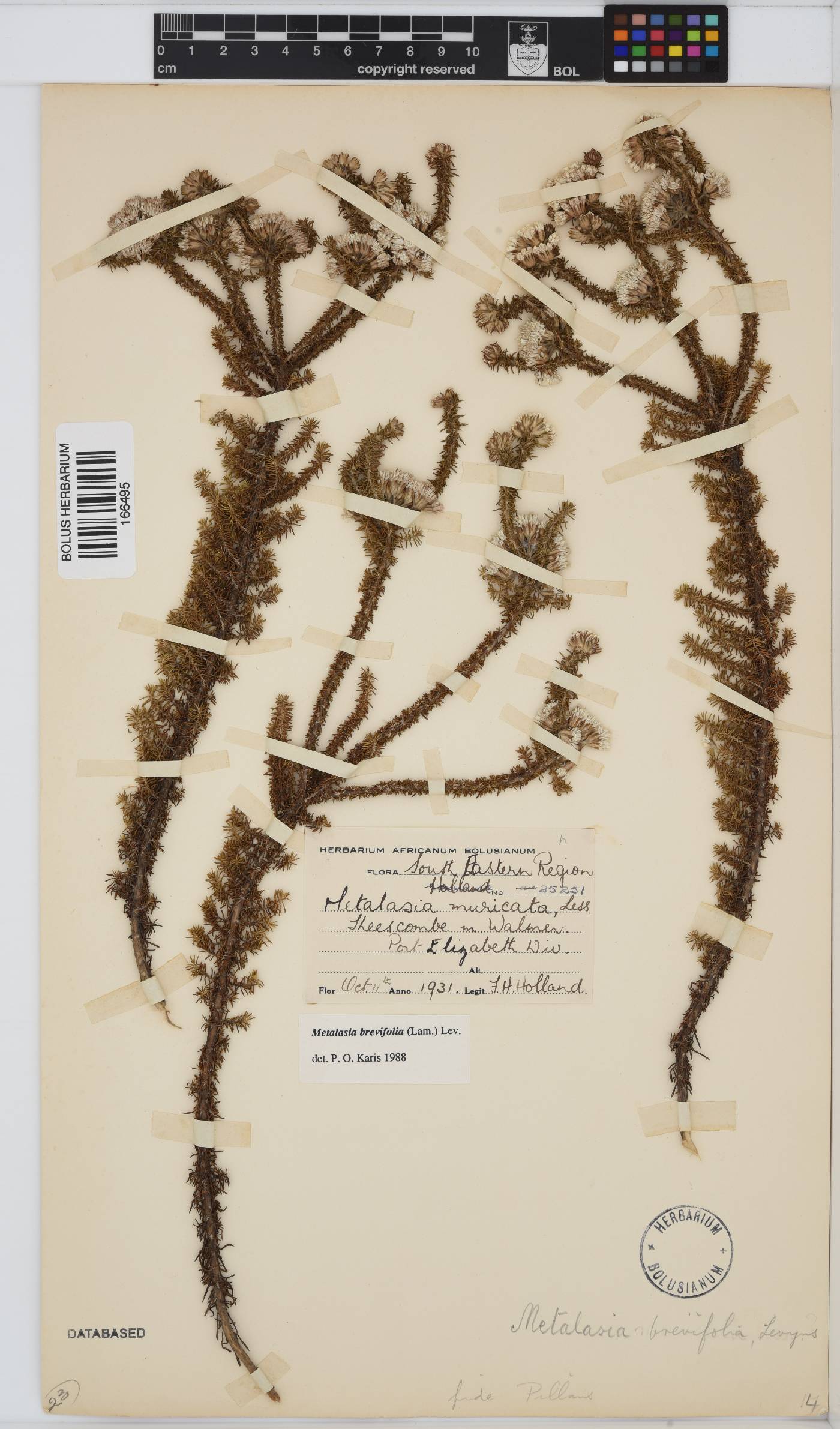 Metalasia brevifolia image