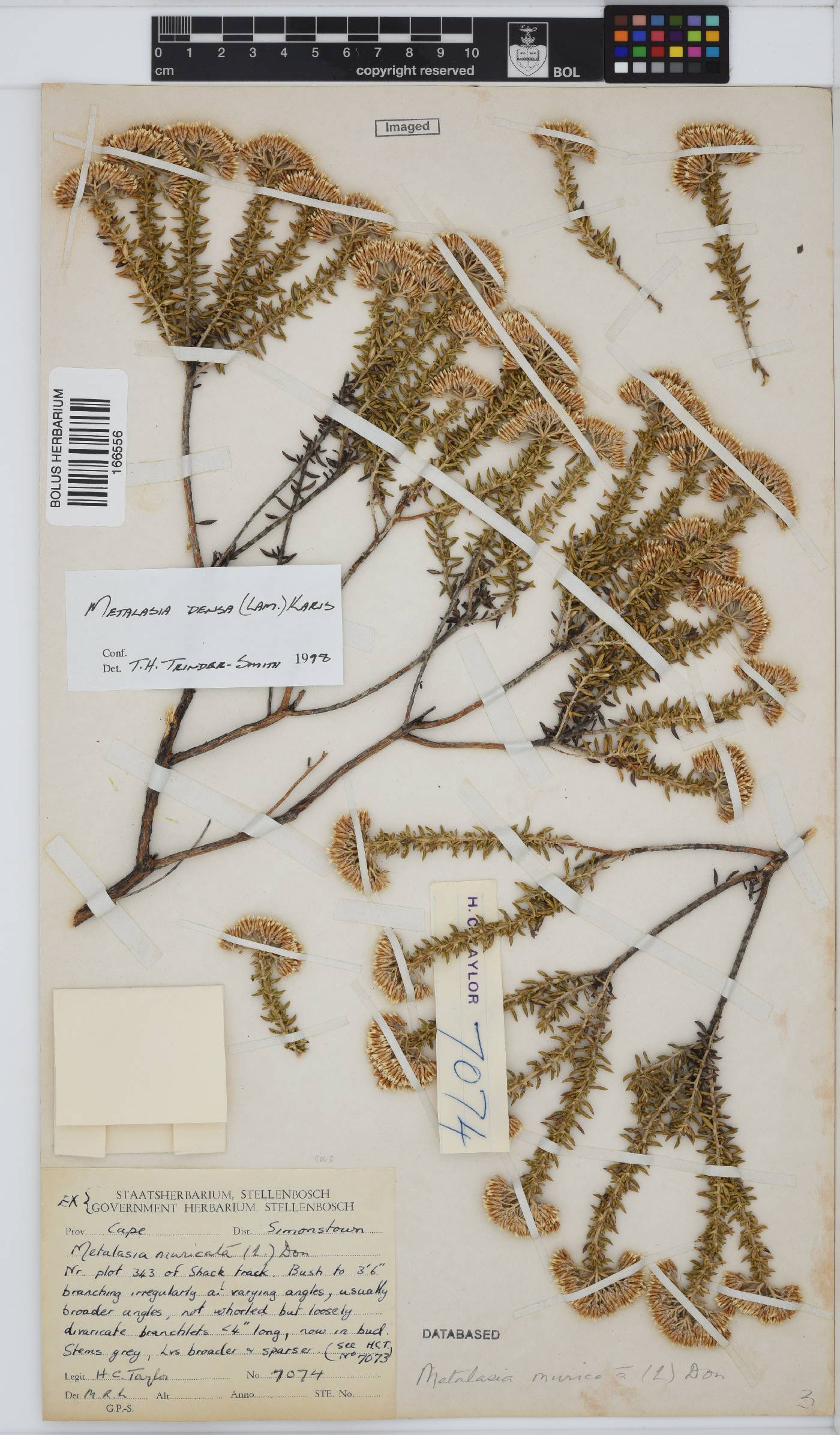 Metalasia densa image