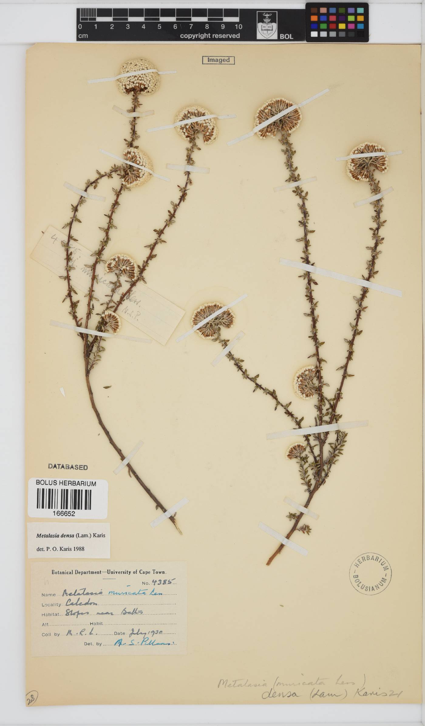 Metalasia densa image