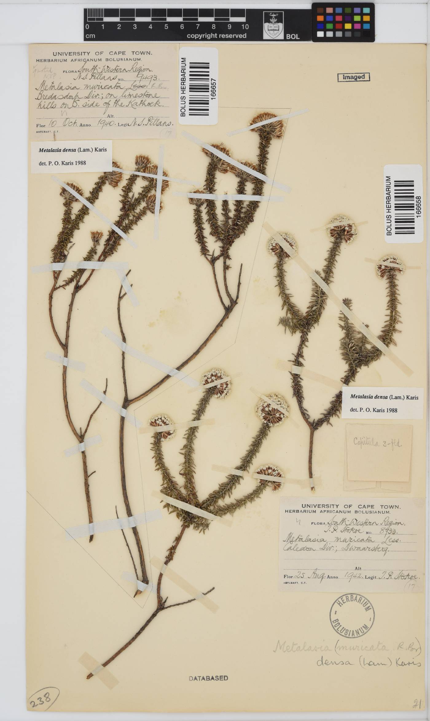 Metalasia densa image