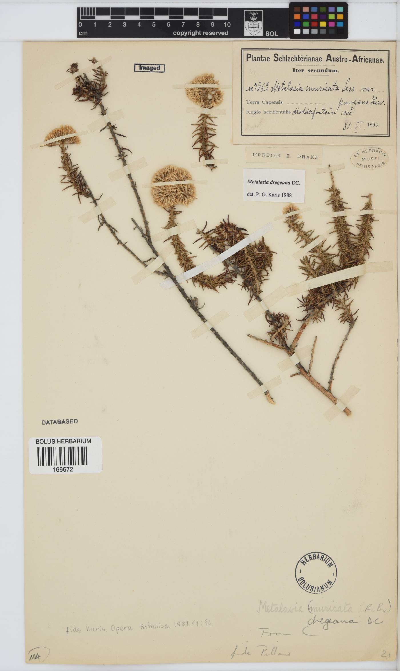 Metalasia dregeana image