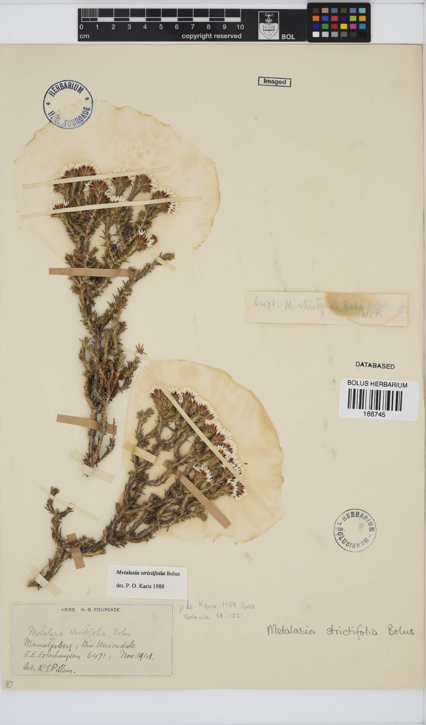 Metalasia strictifolia image