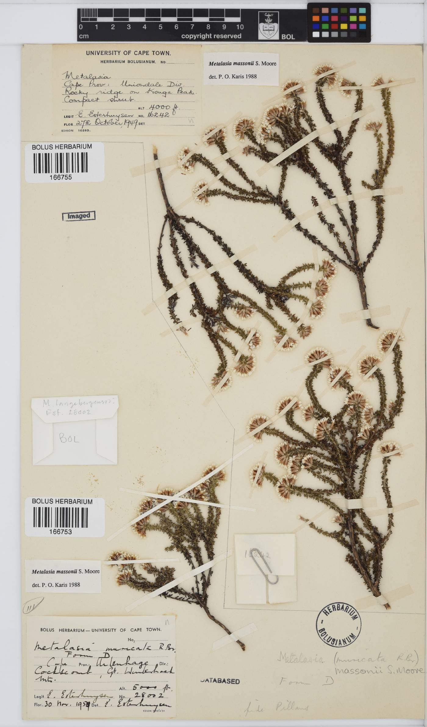 Metalasia massonii image