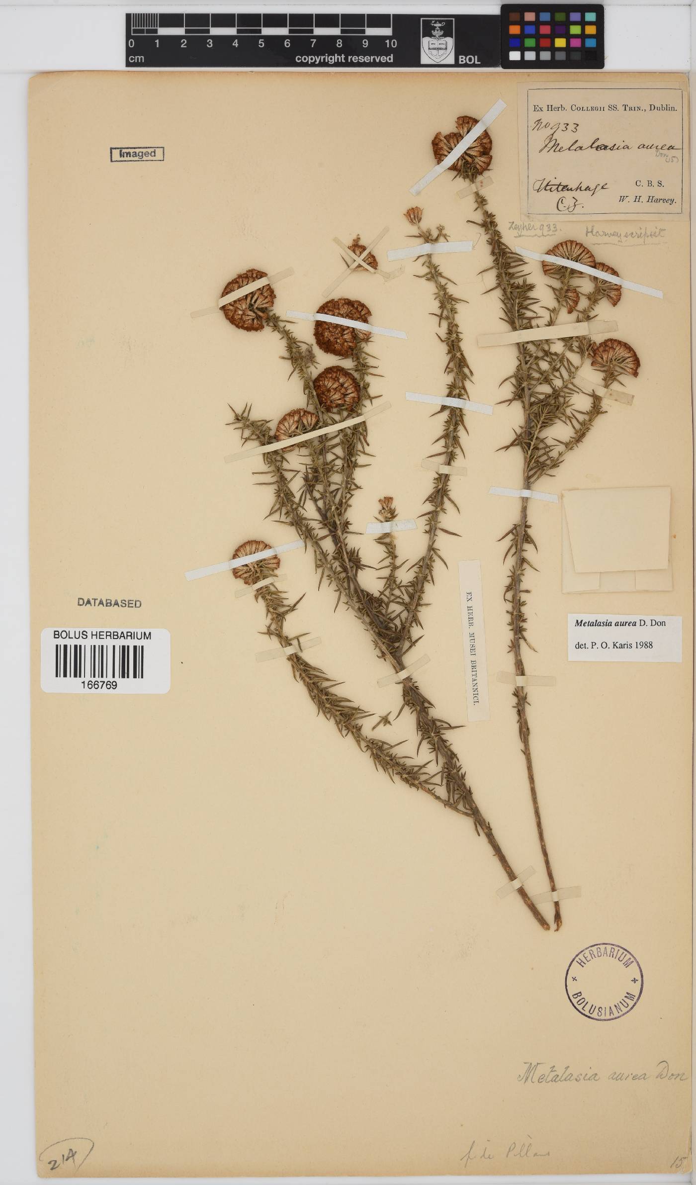 Metalasia aurea image