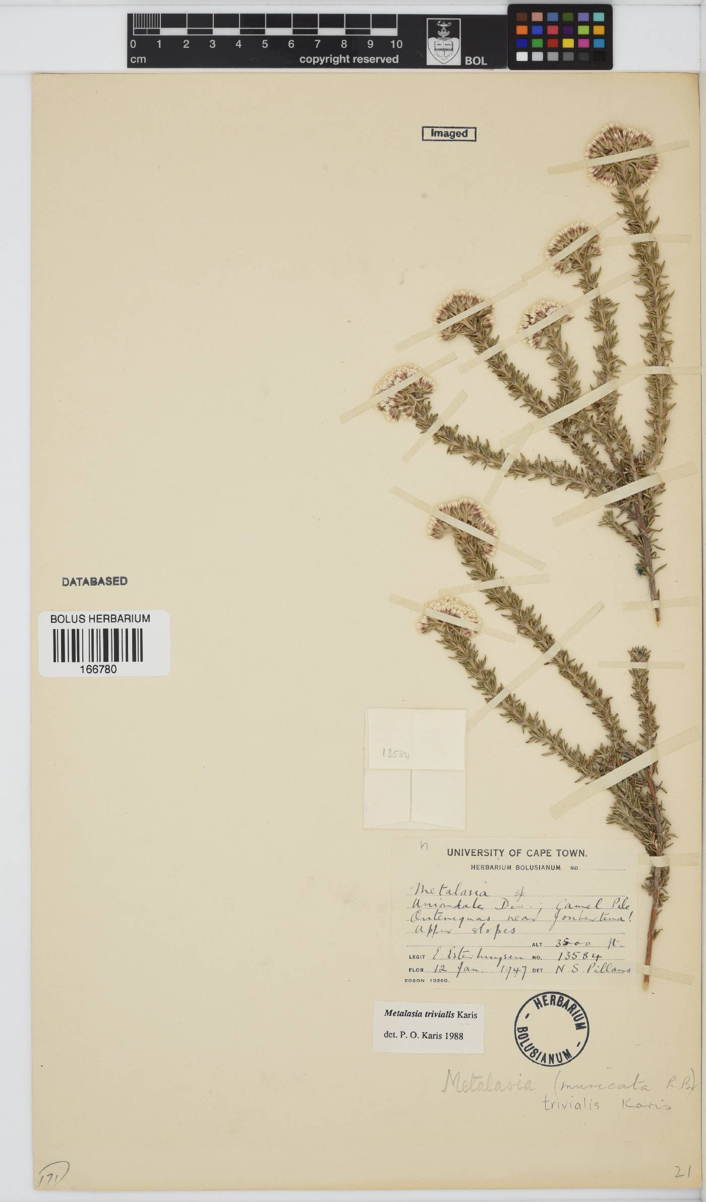 Metalasia trivialis image