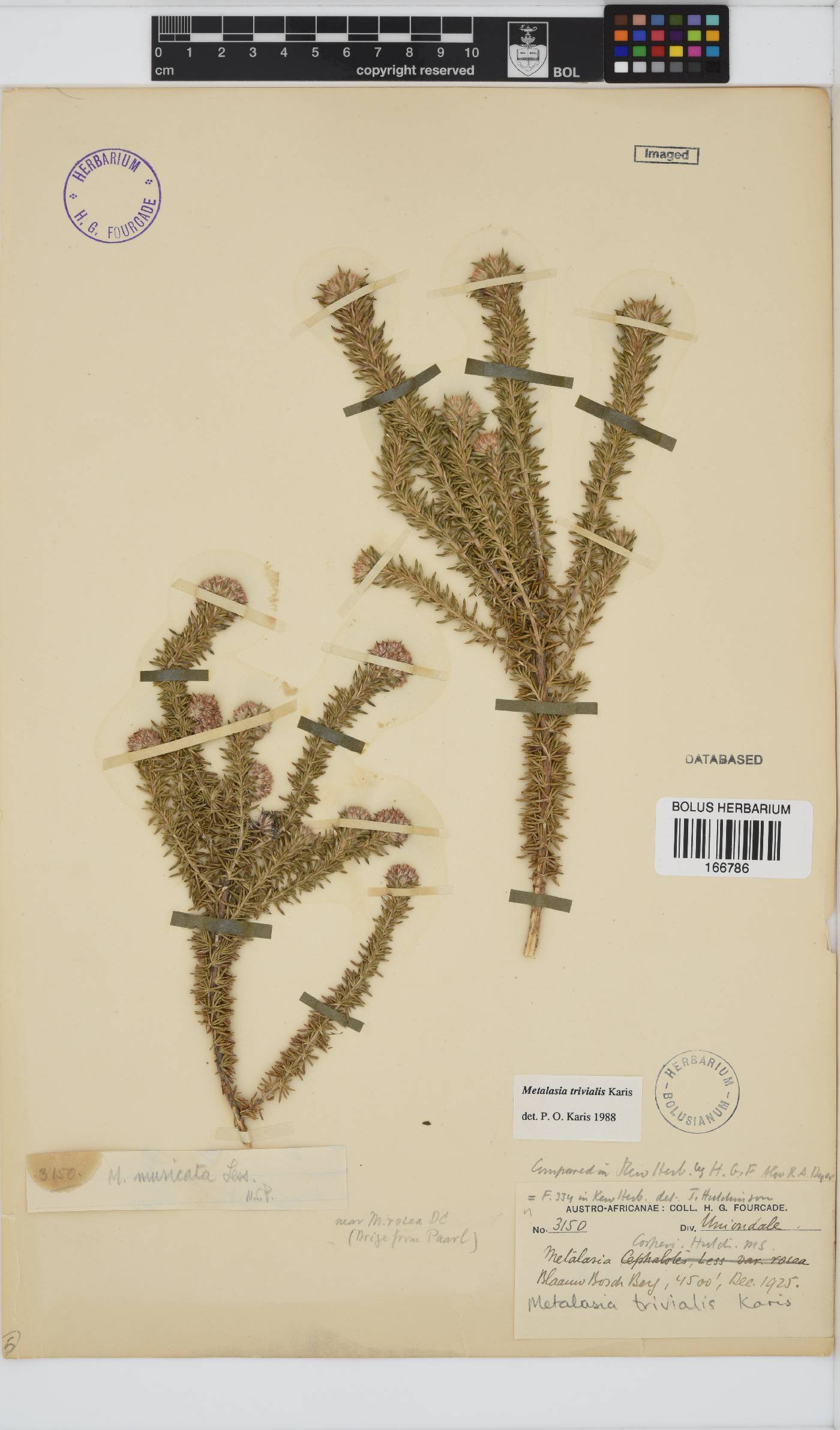 Metalasia trivialis image