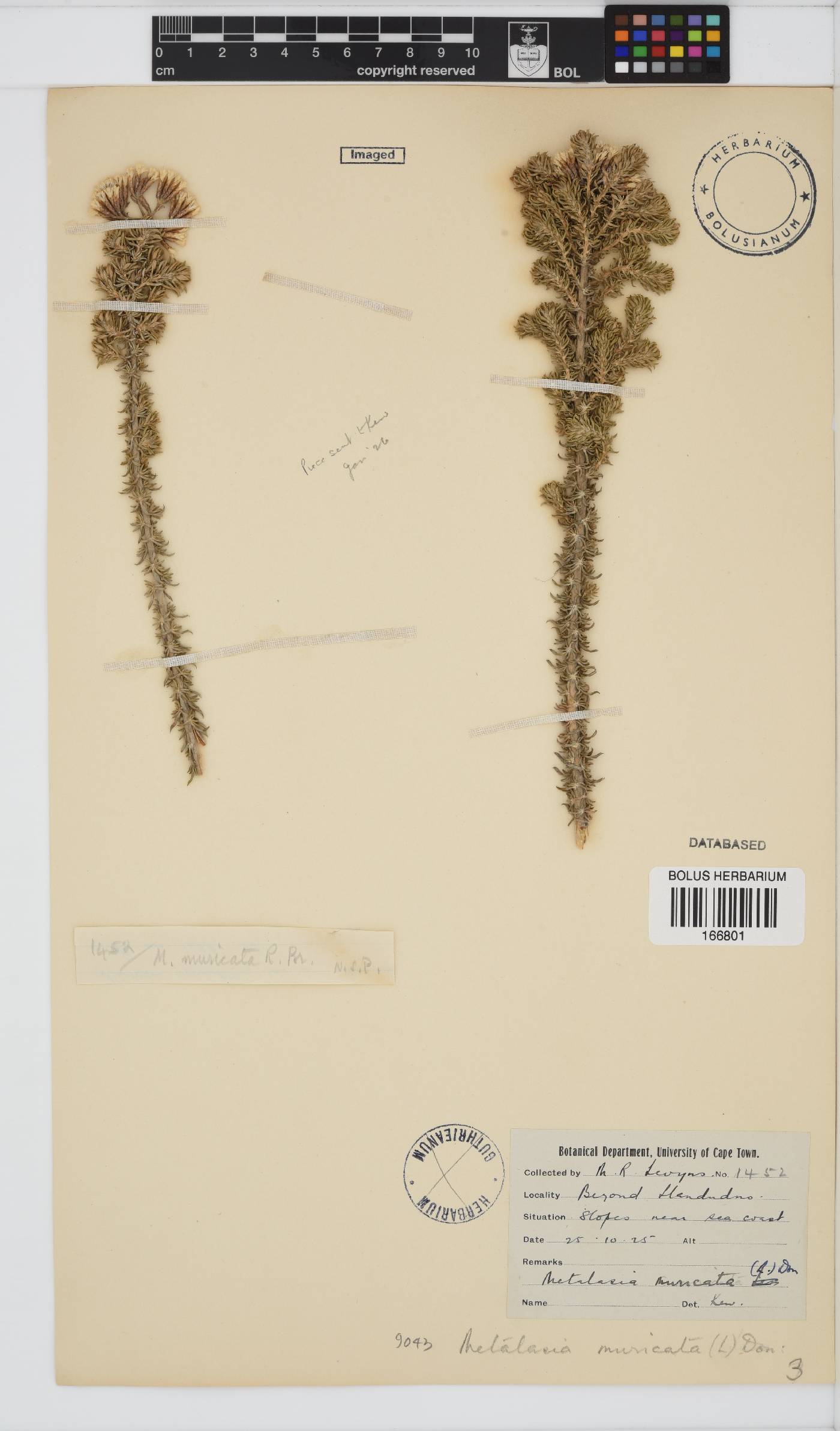 Metalasia muricata image