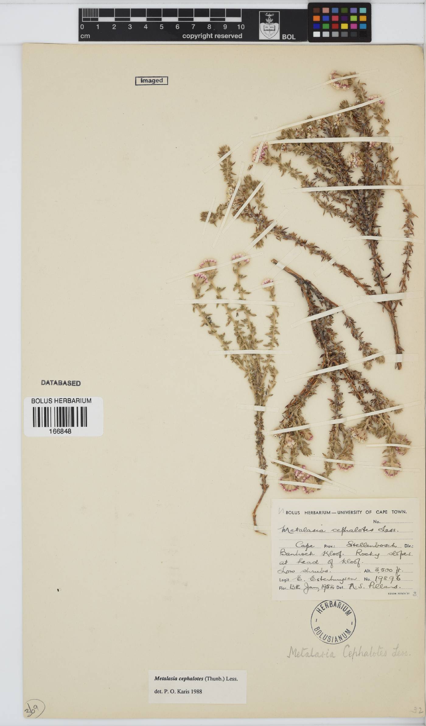 Metalasia cephalotes image