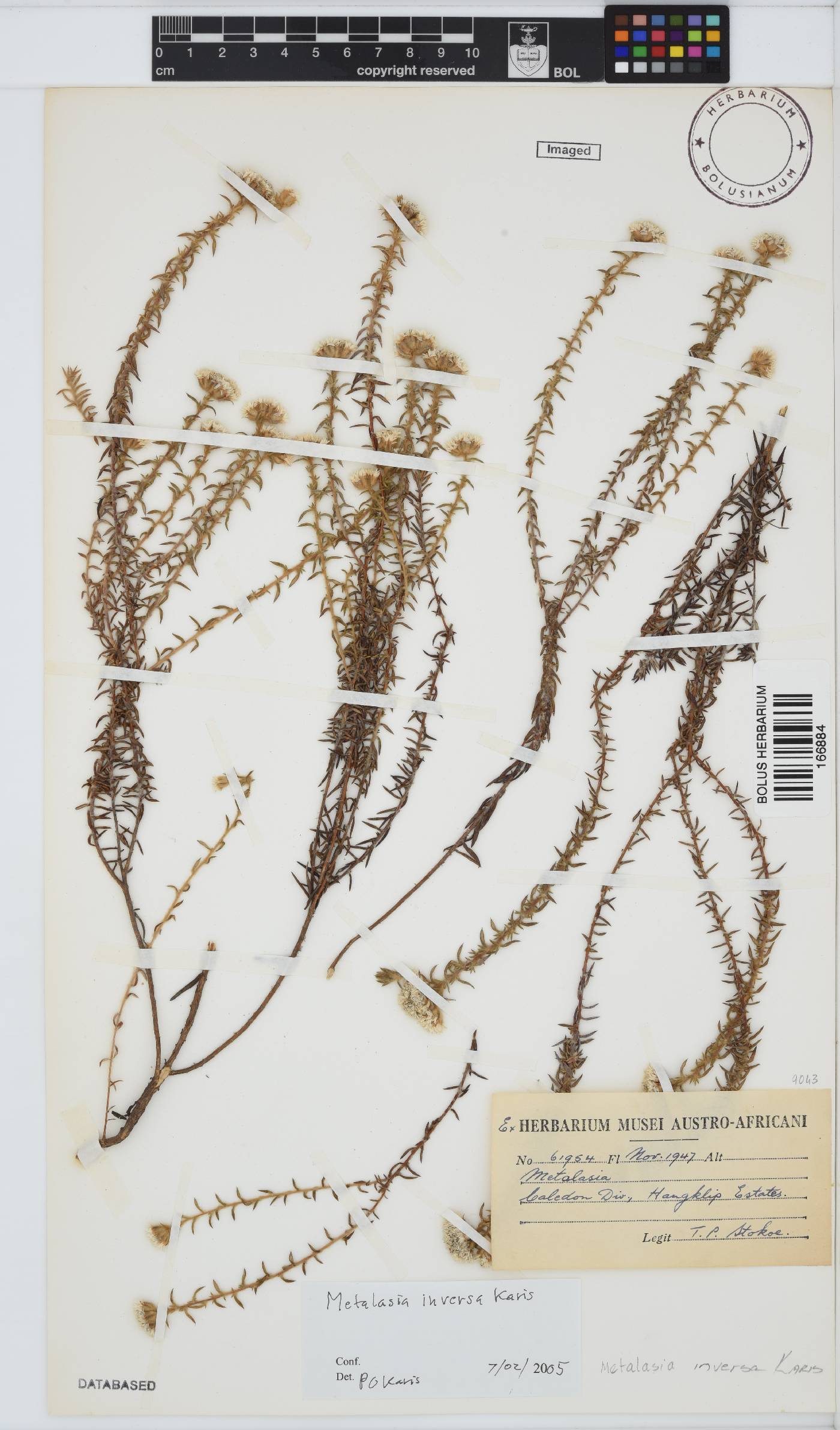 Metalasia inversa image