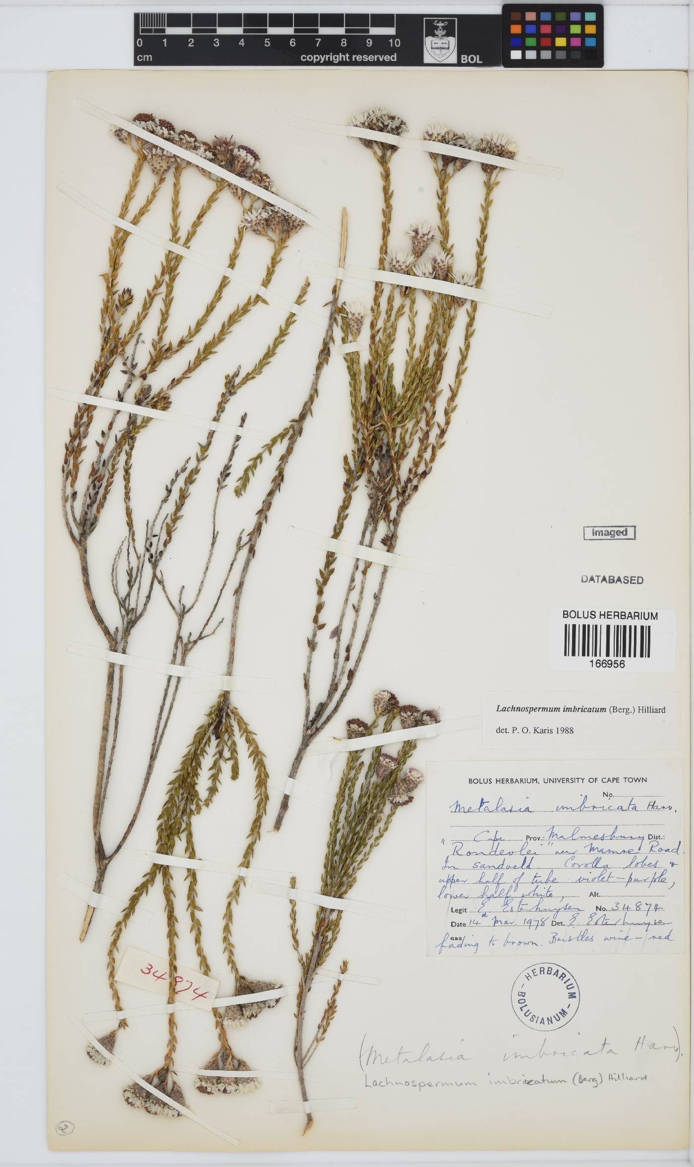 Lachnospermum imbricatum image