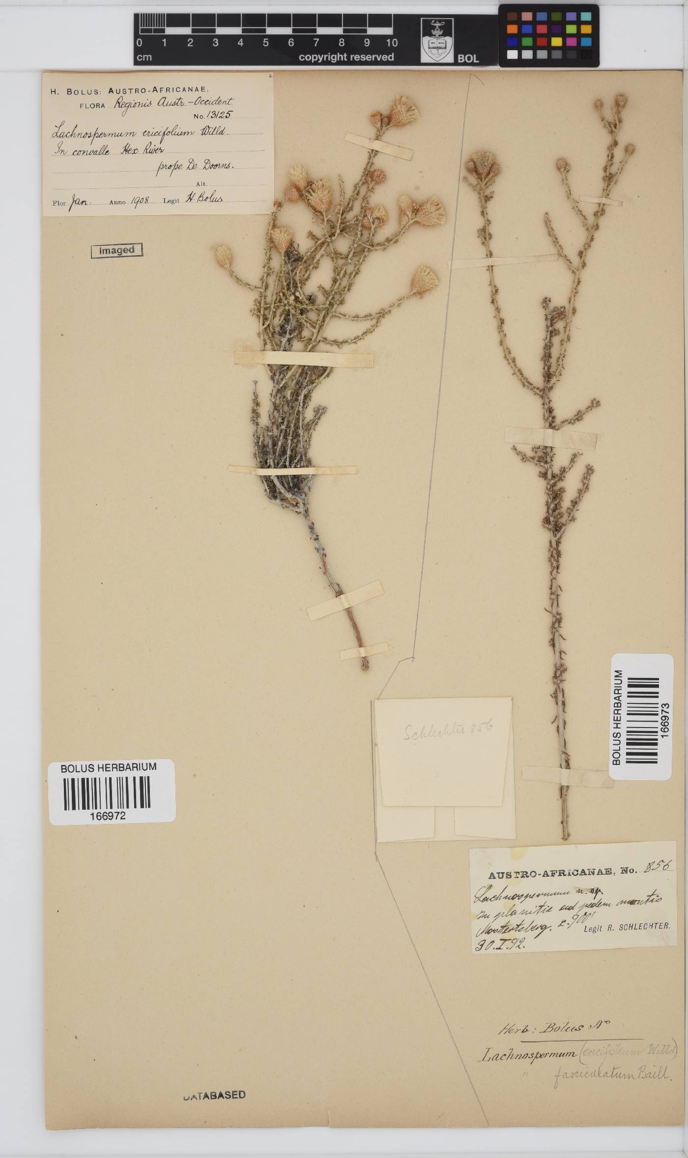Lachnospermum fasciculatum image