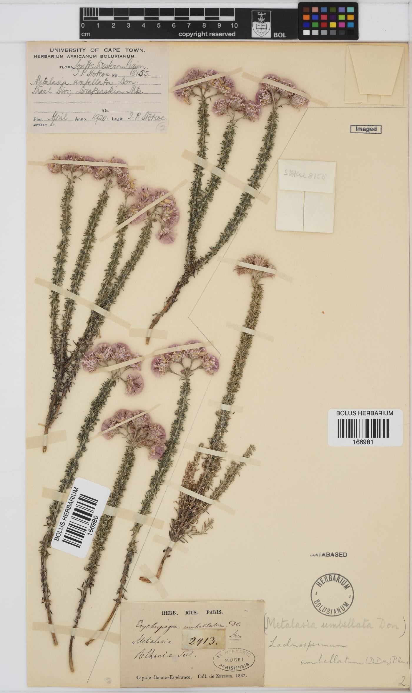 Lachnospermum umbellatum image