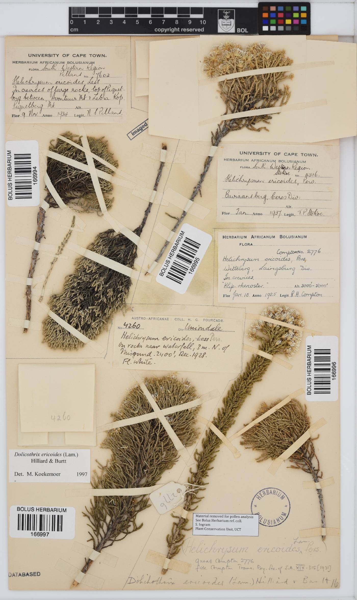 Dolichothrix ericoides image