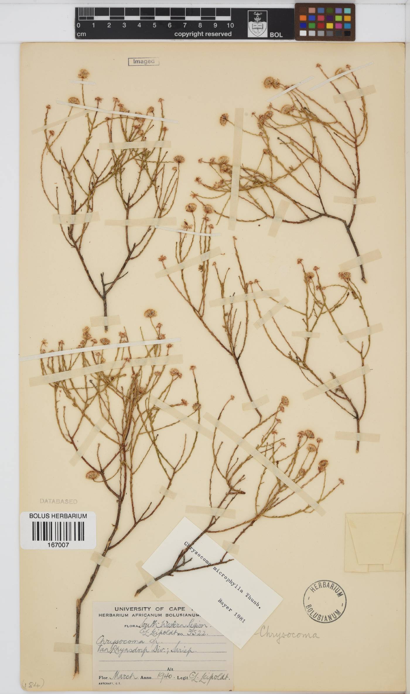 Chrysocoma microphylla image
