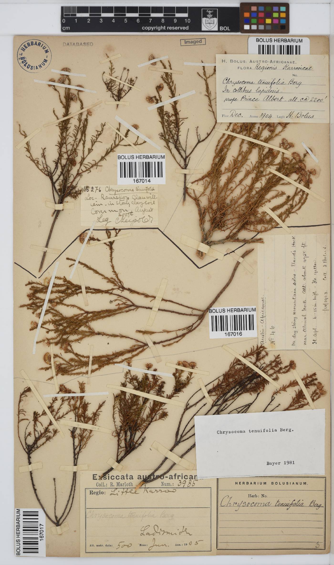 Chrysocoma ciliata image