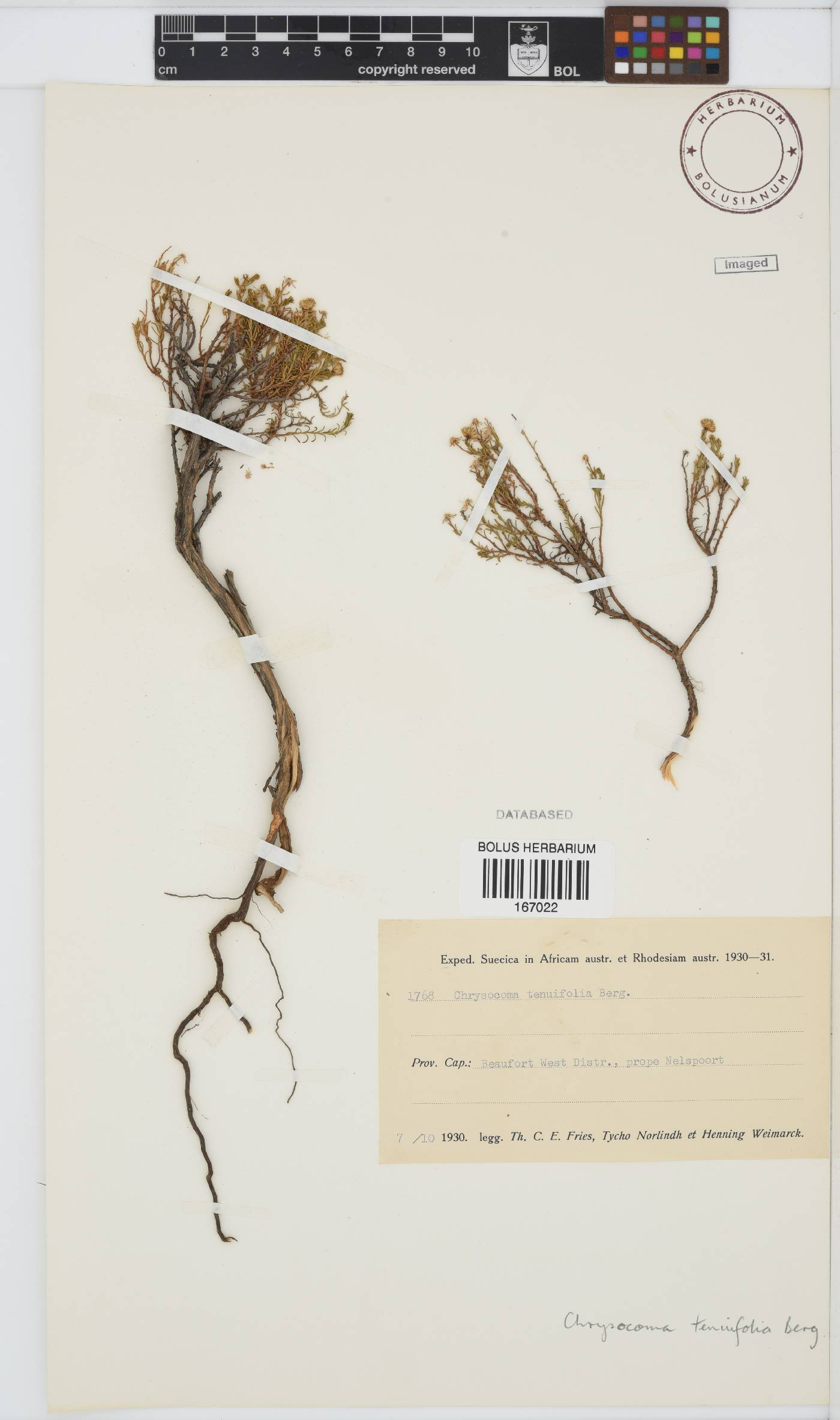 Chrysocoma image