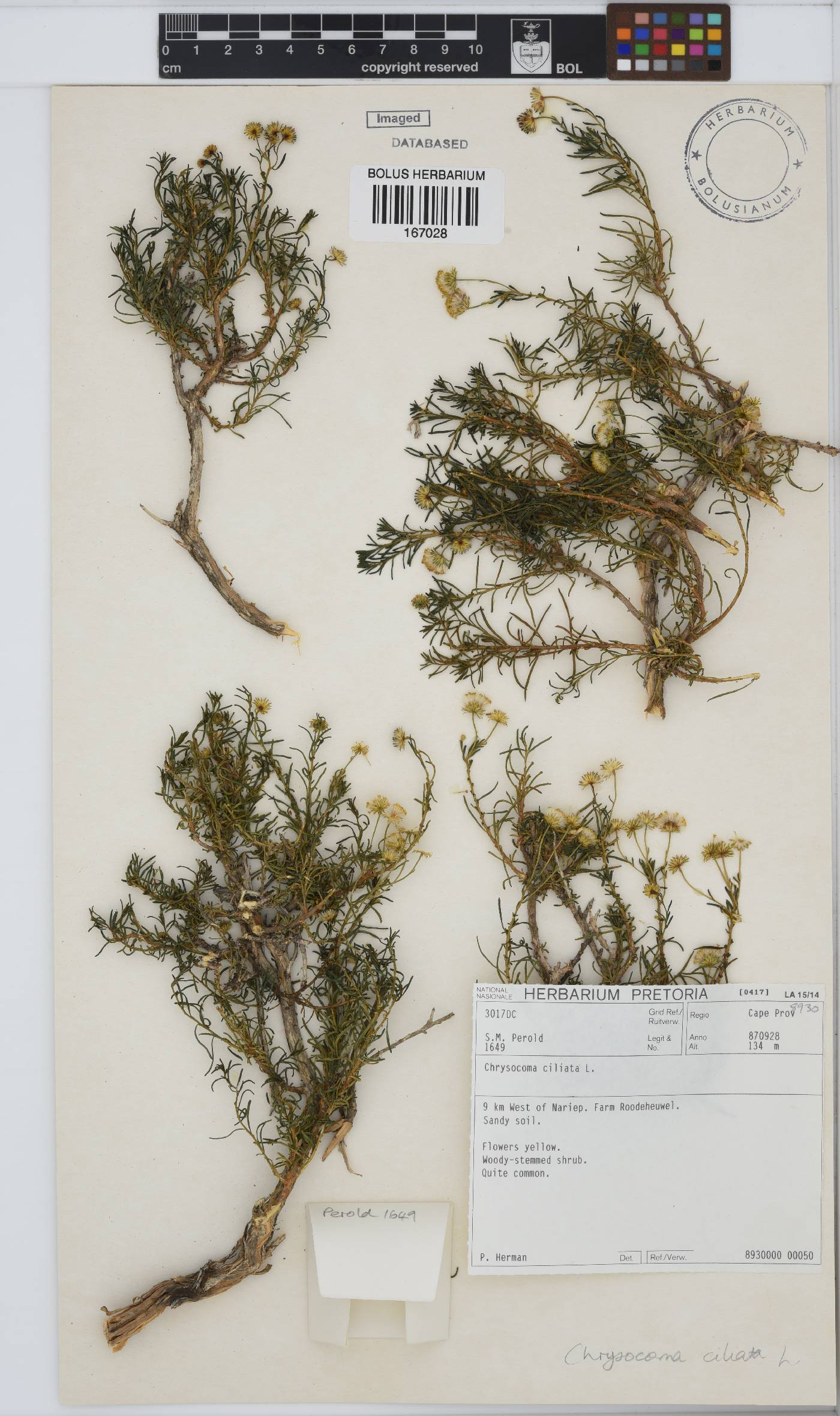 Chrysocoma ciliata image