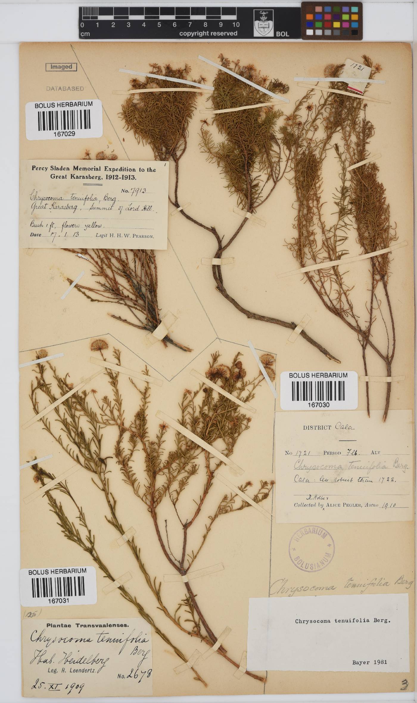 Chrysocoma ciliata image