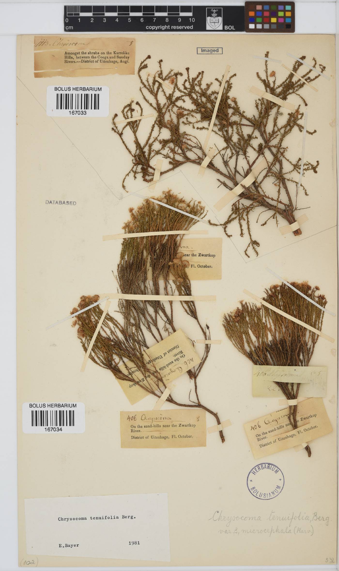 Chrysocoma ciliata image