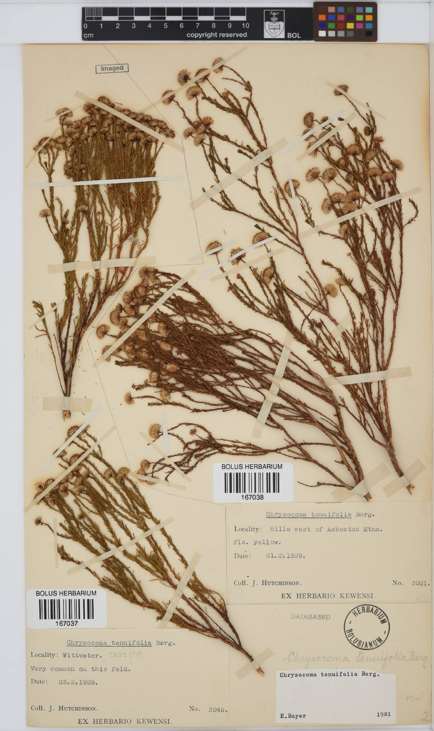 Chrysocoma ciliata image