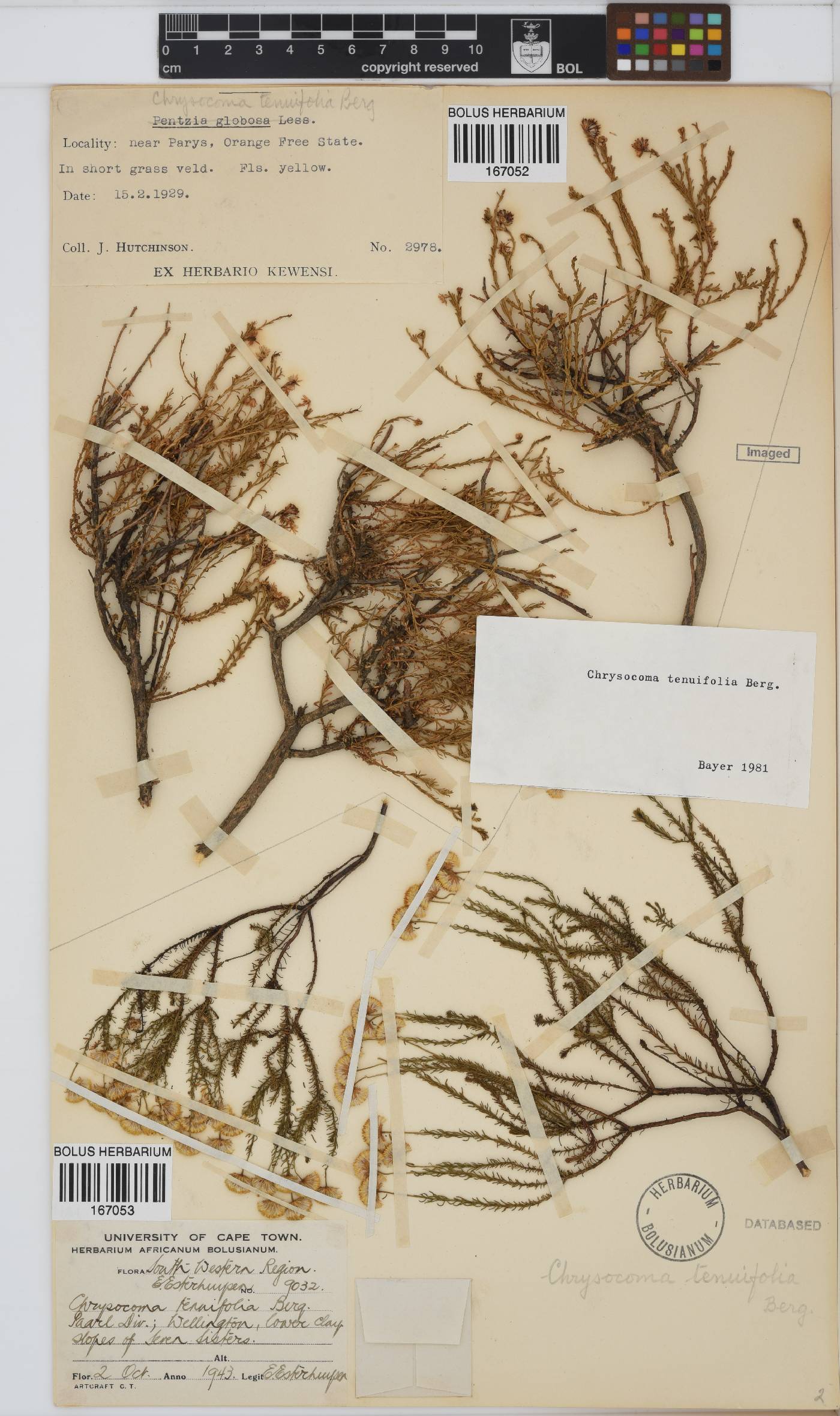 Chrysocoma ciliata image