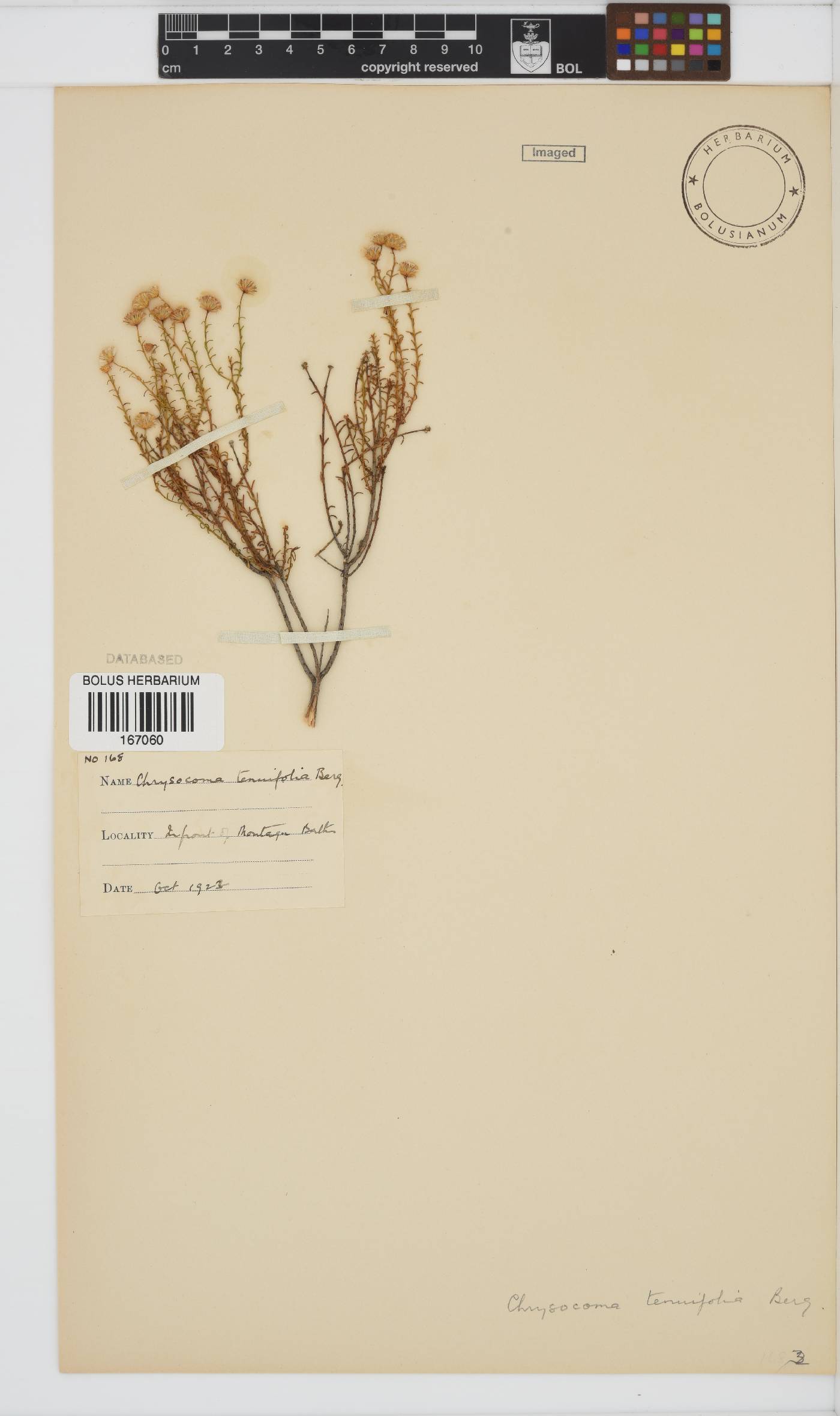 Chrysocoma ciliata image