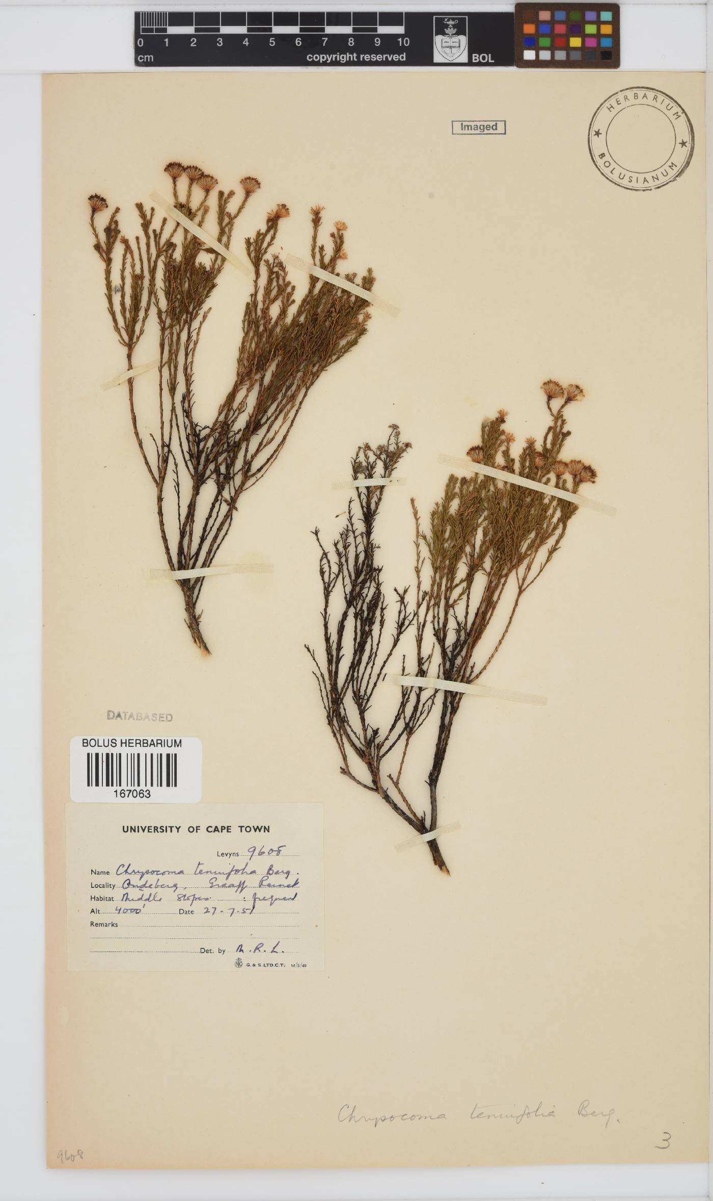 Chrysocoma ciliata image