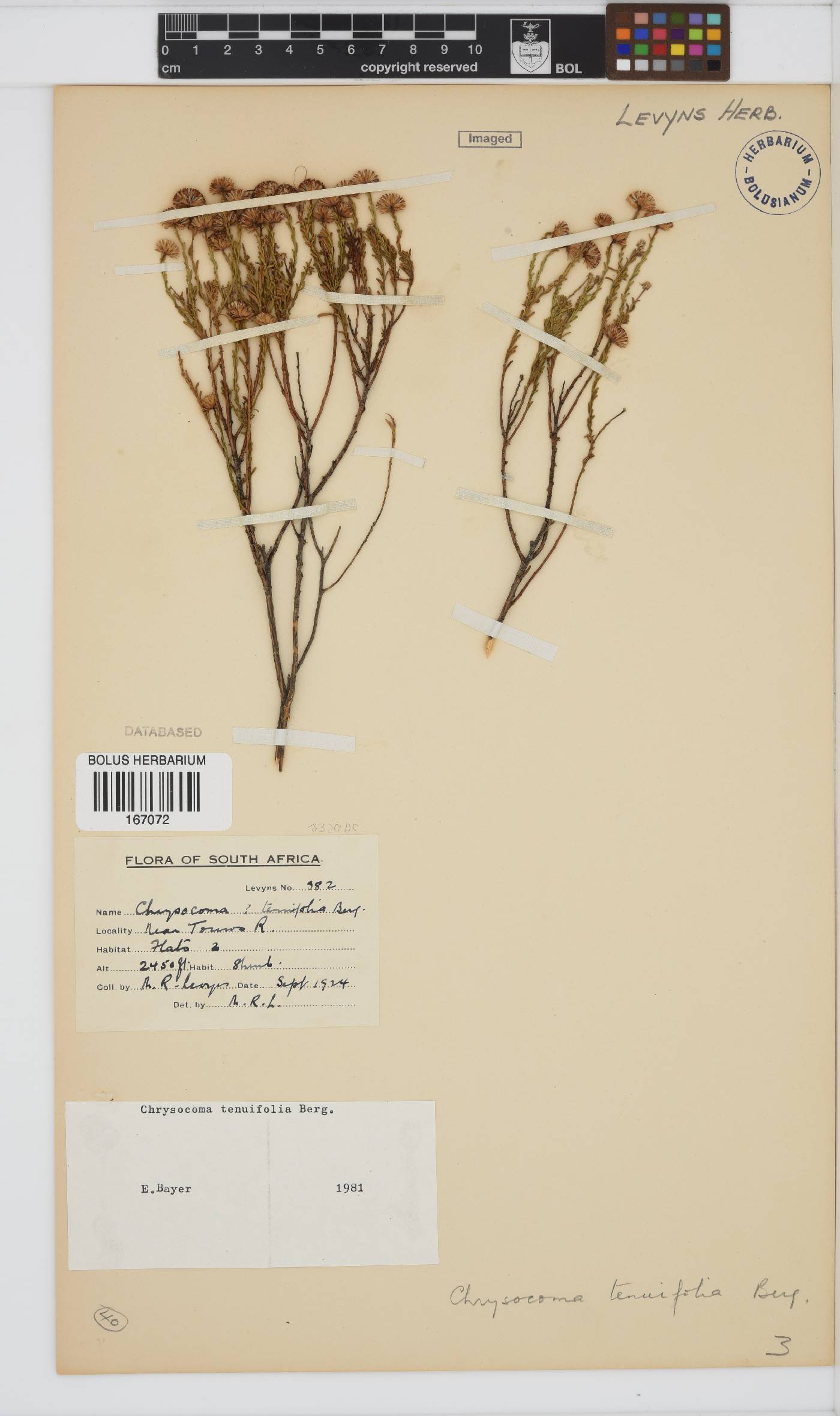 Chrysocoma ciliata image
