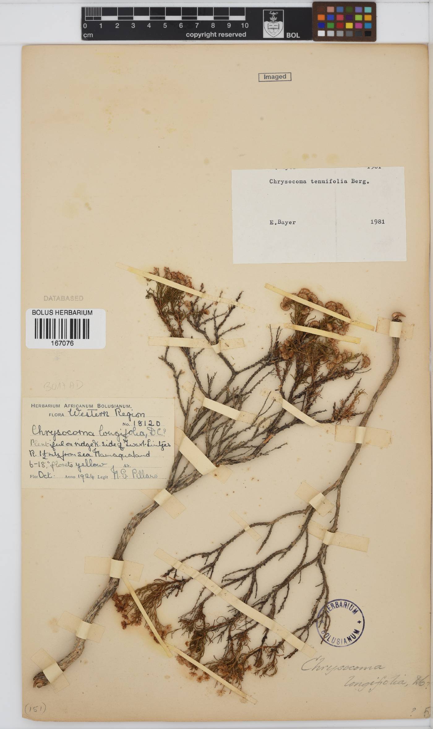Chrysocoma ciliata image