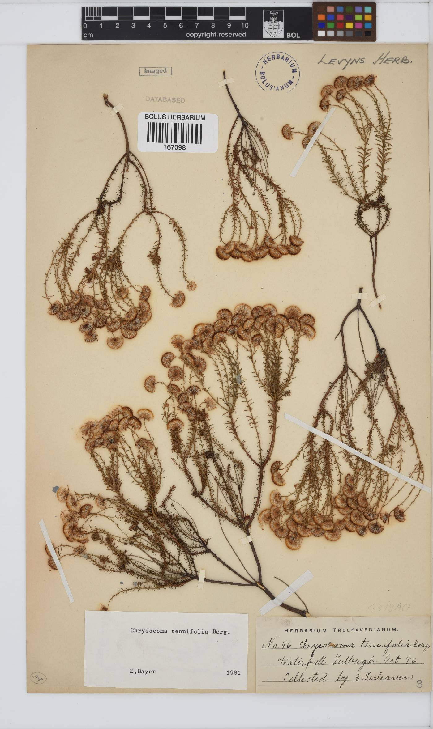 Chrysocoma ciliata image