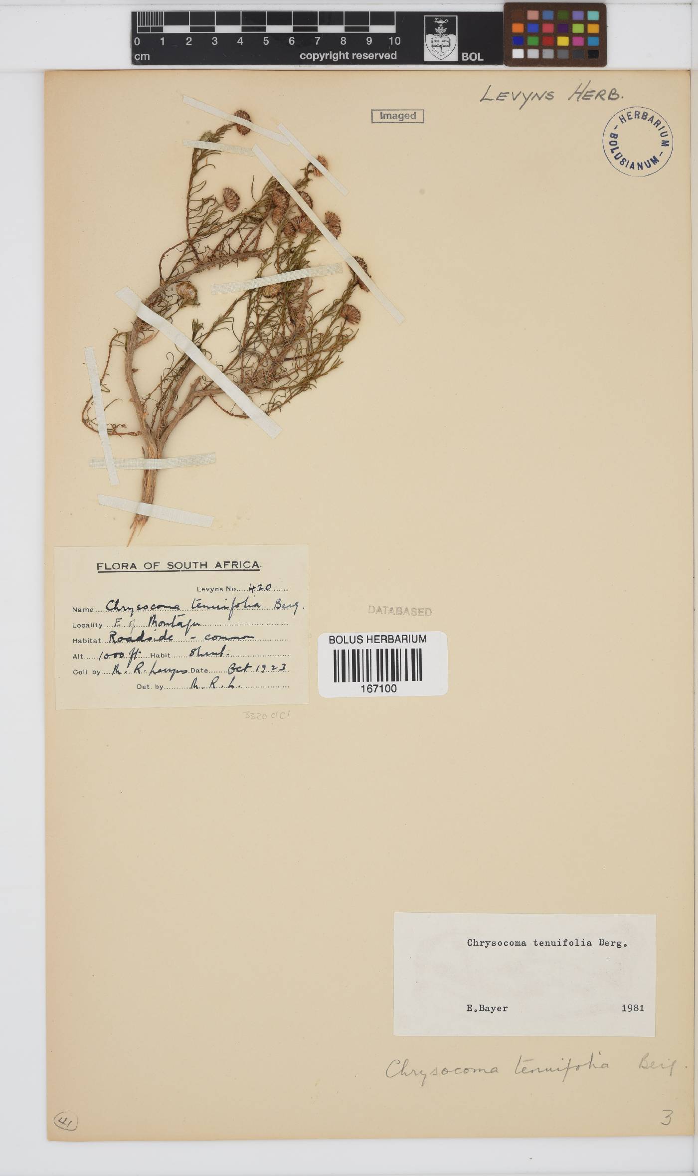 Chrysocoma ciliata image