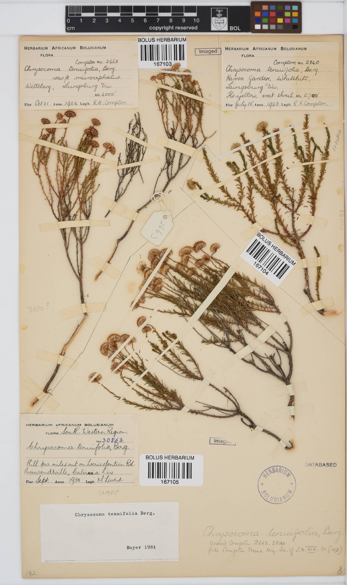 Chrysocoma ciliata image