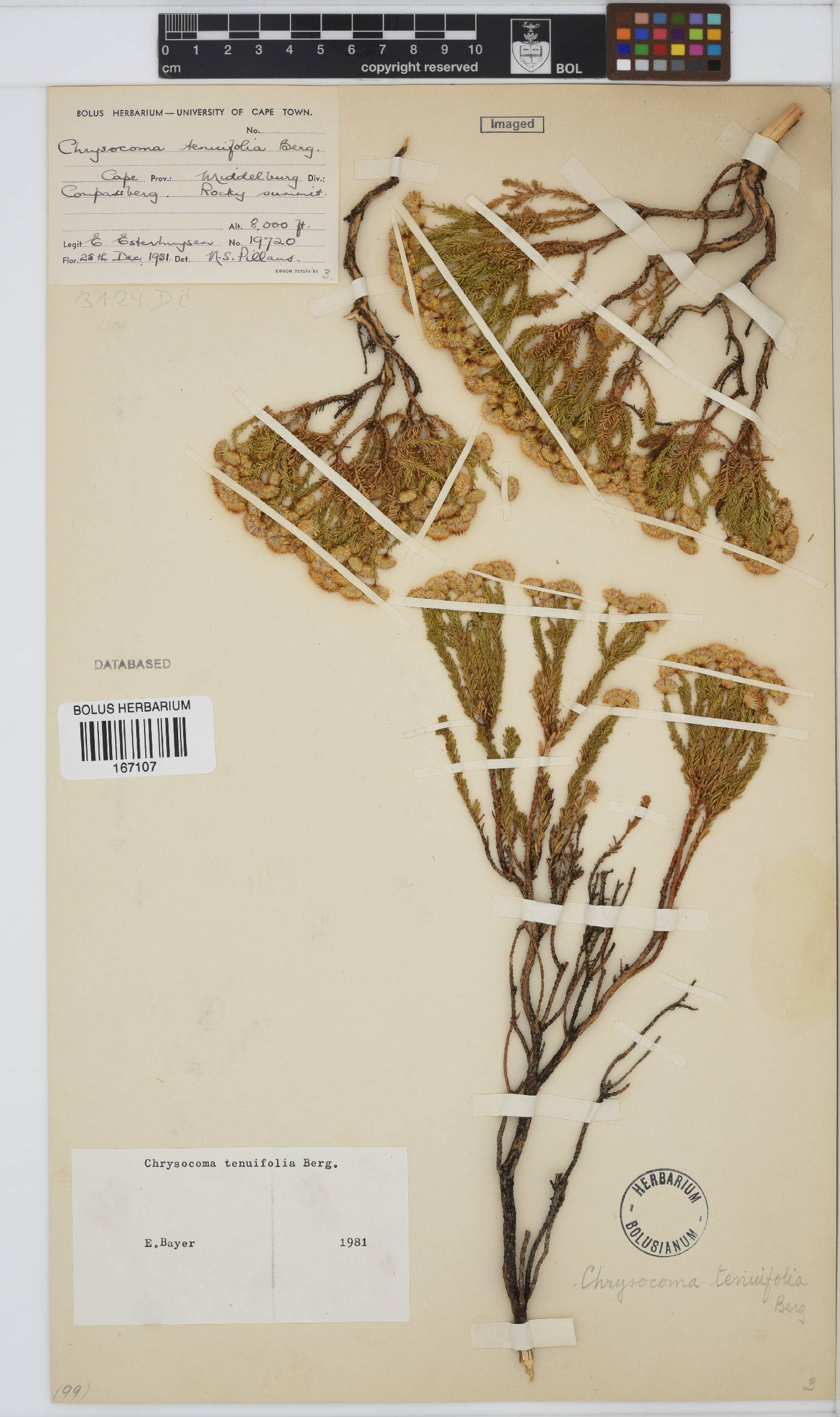 Chrysocoma ciliata image