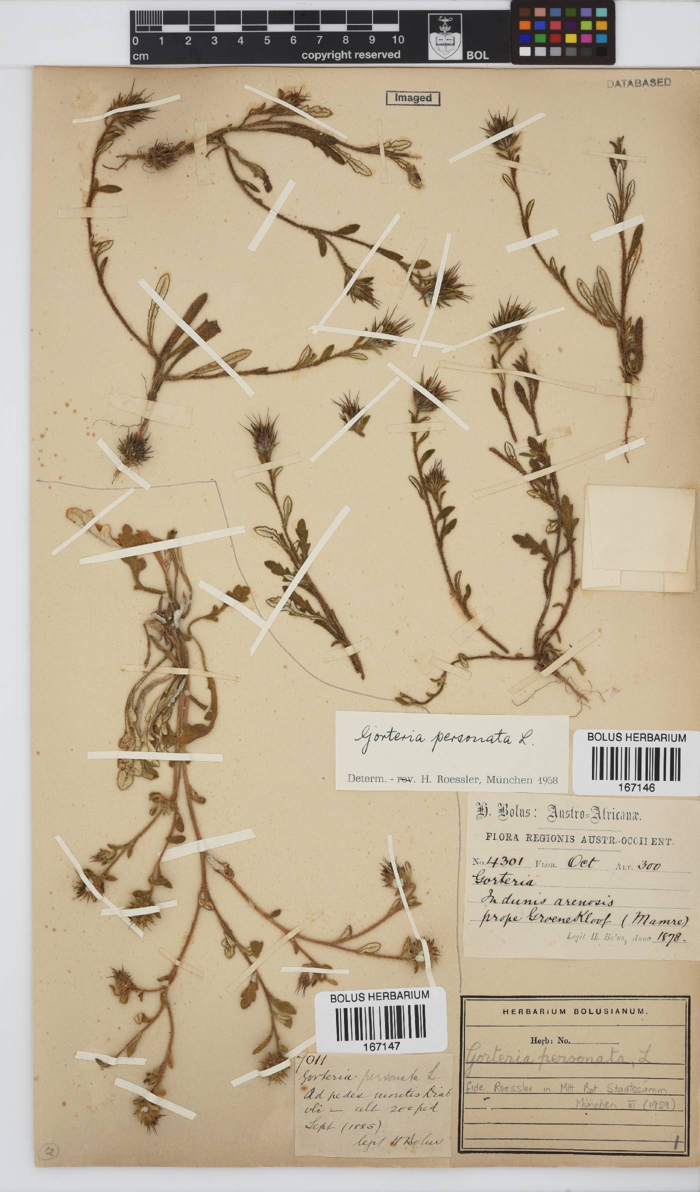 Gorteria personata image