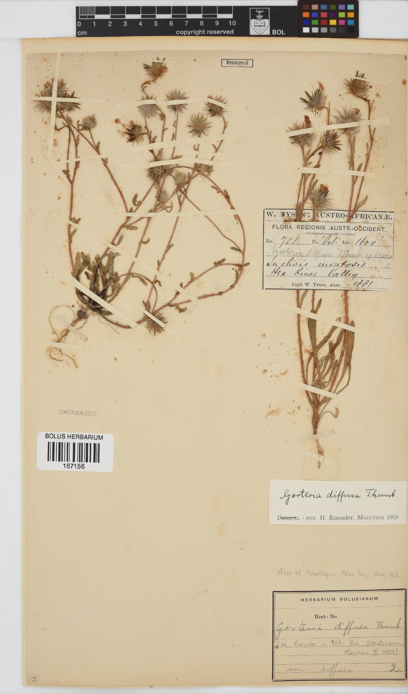 Gorteria diffusa image