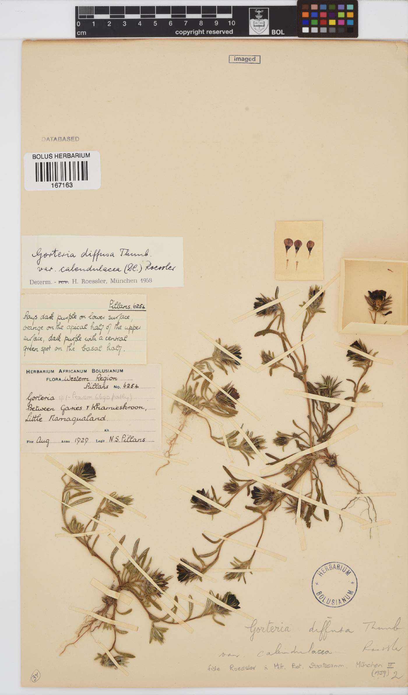 Gorteria diffusa image