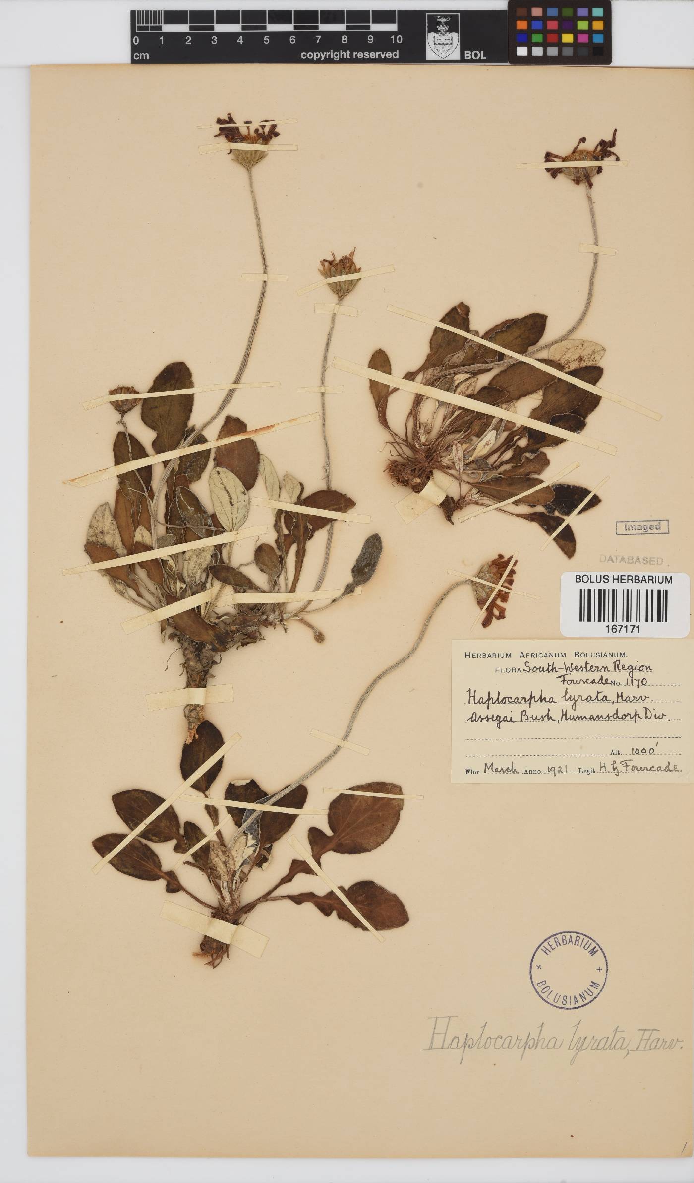 Haplocarpha lyrata image
