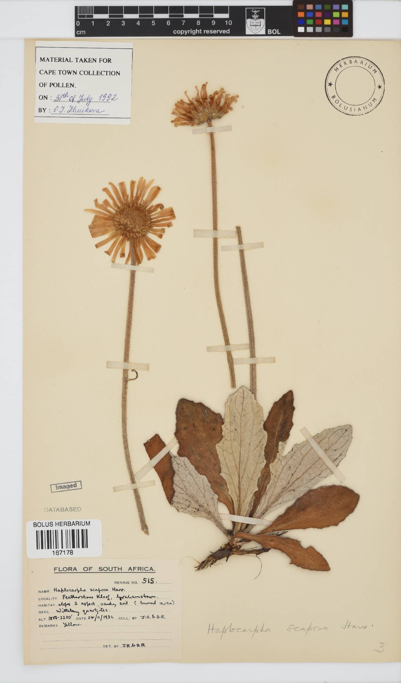 Haplocarpha image