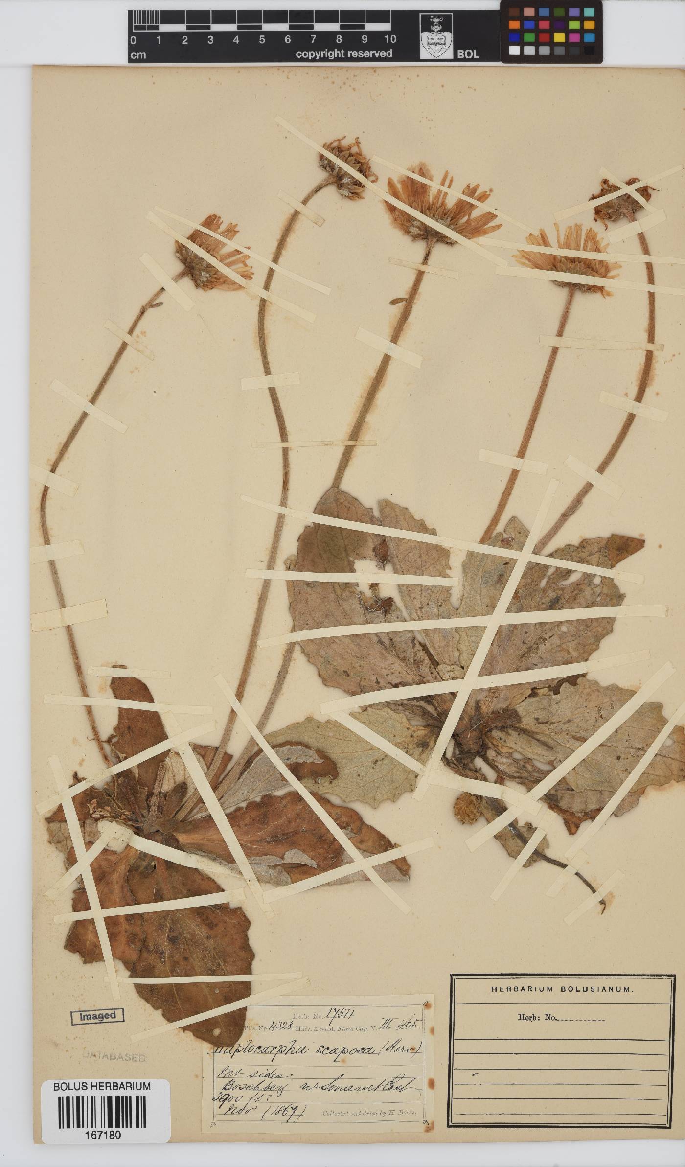 Haplocarpha image