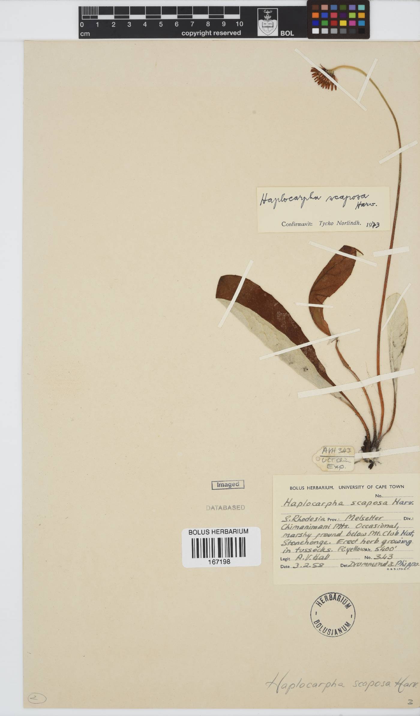 Haplocarpha scaposa image