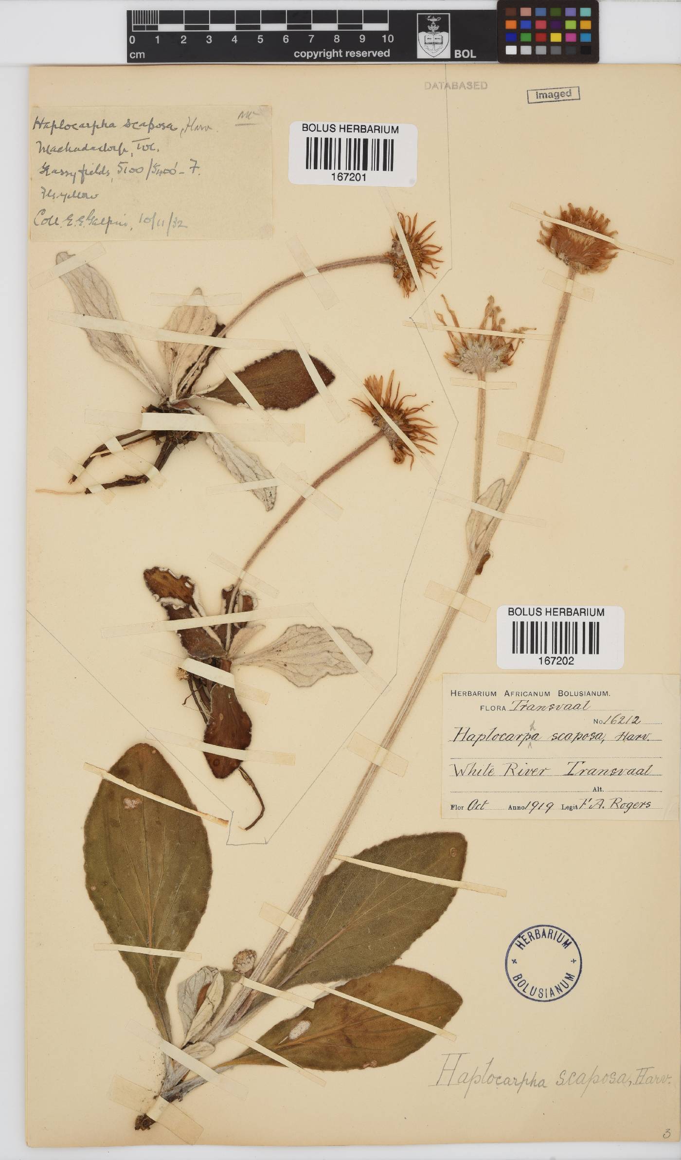 Haplocarpha image
