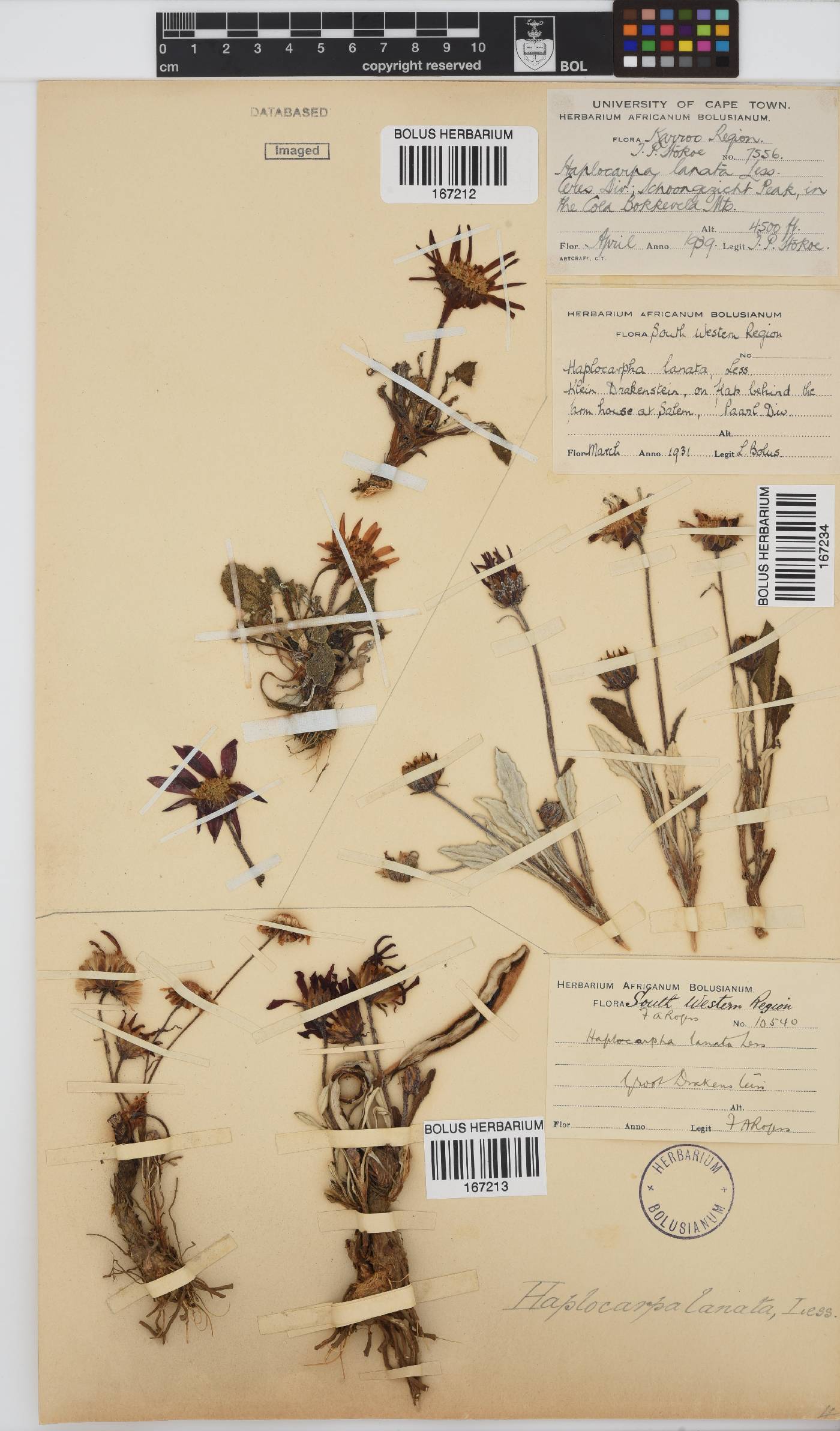 Haplocarpha lanata image