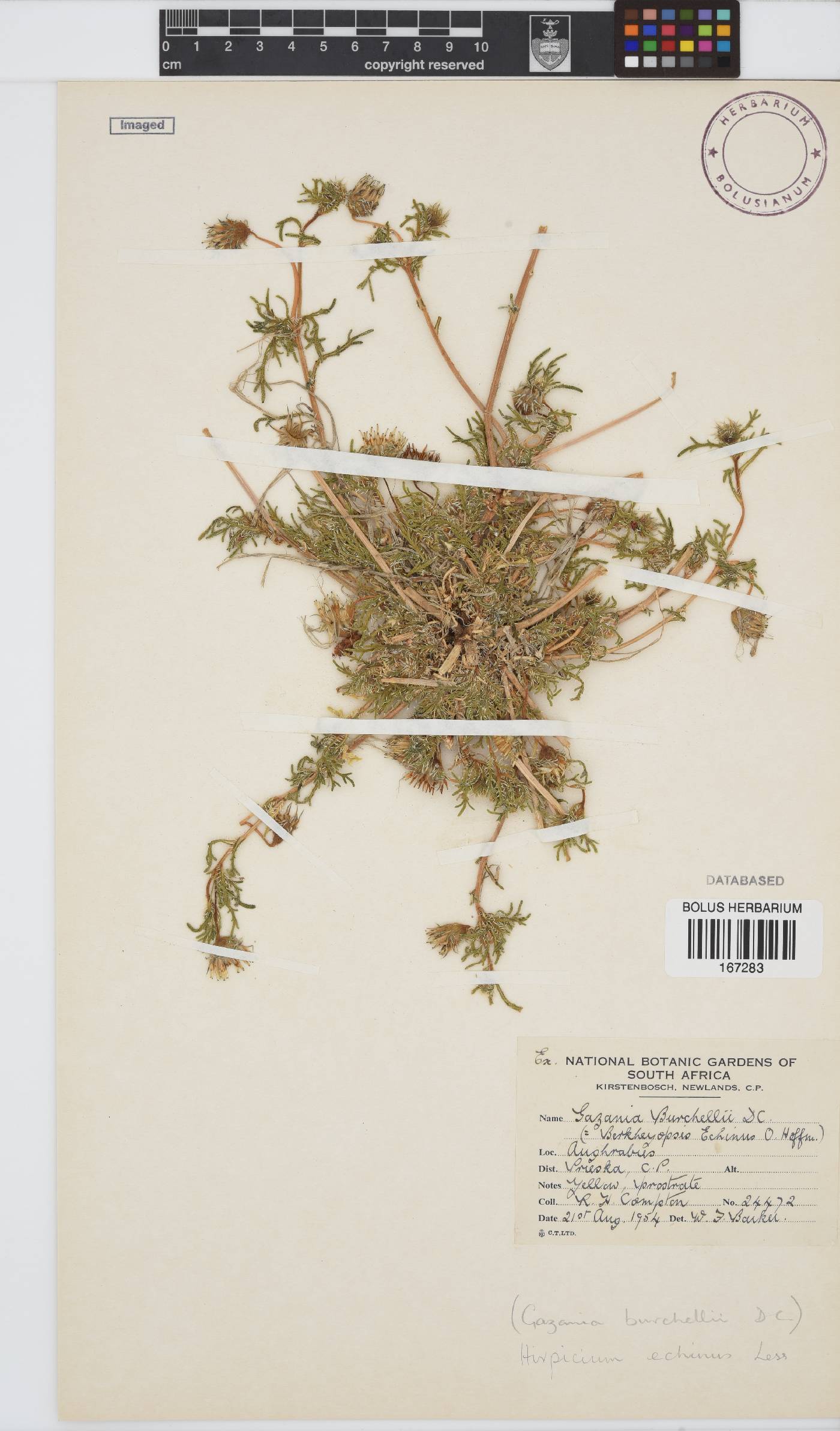 Hirpicium image