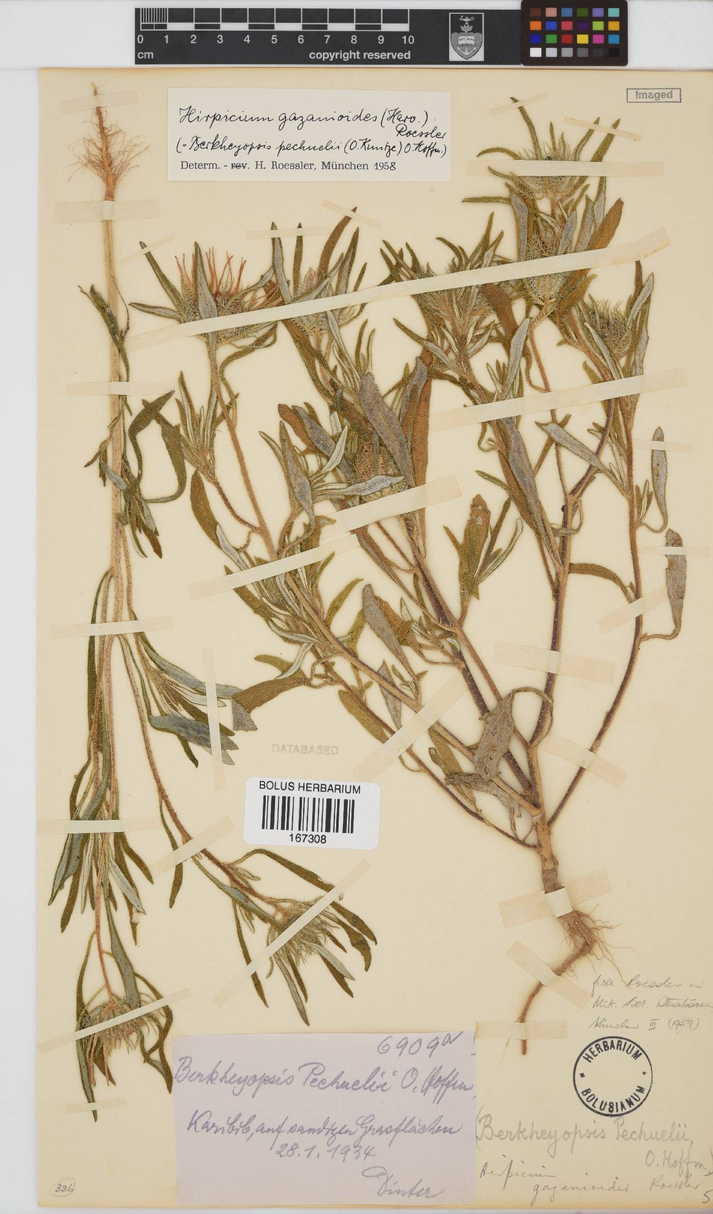 Hirpicium gazanioides image