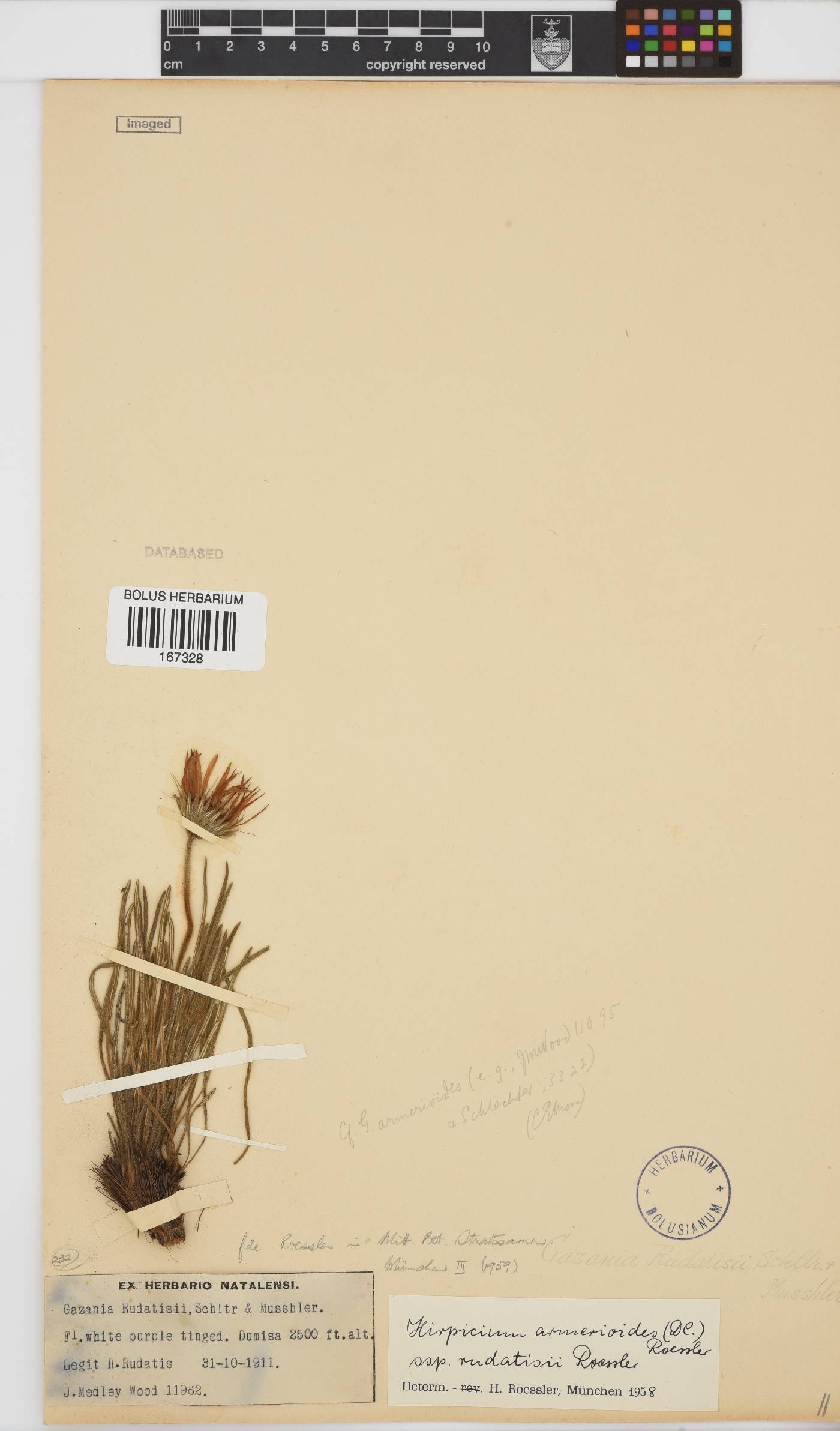 Hirpicium armerioides image