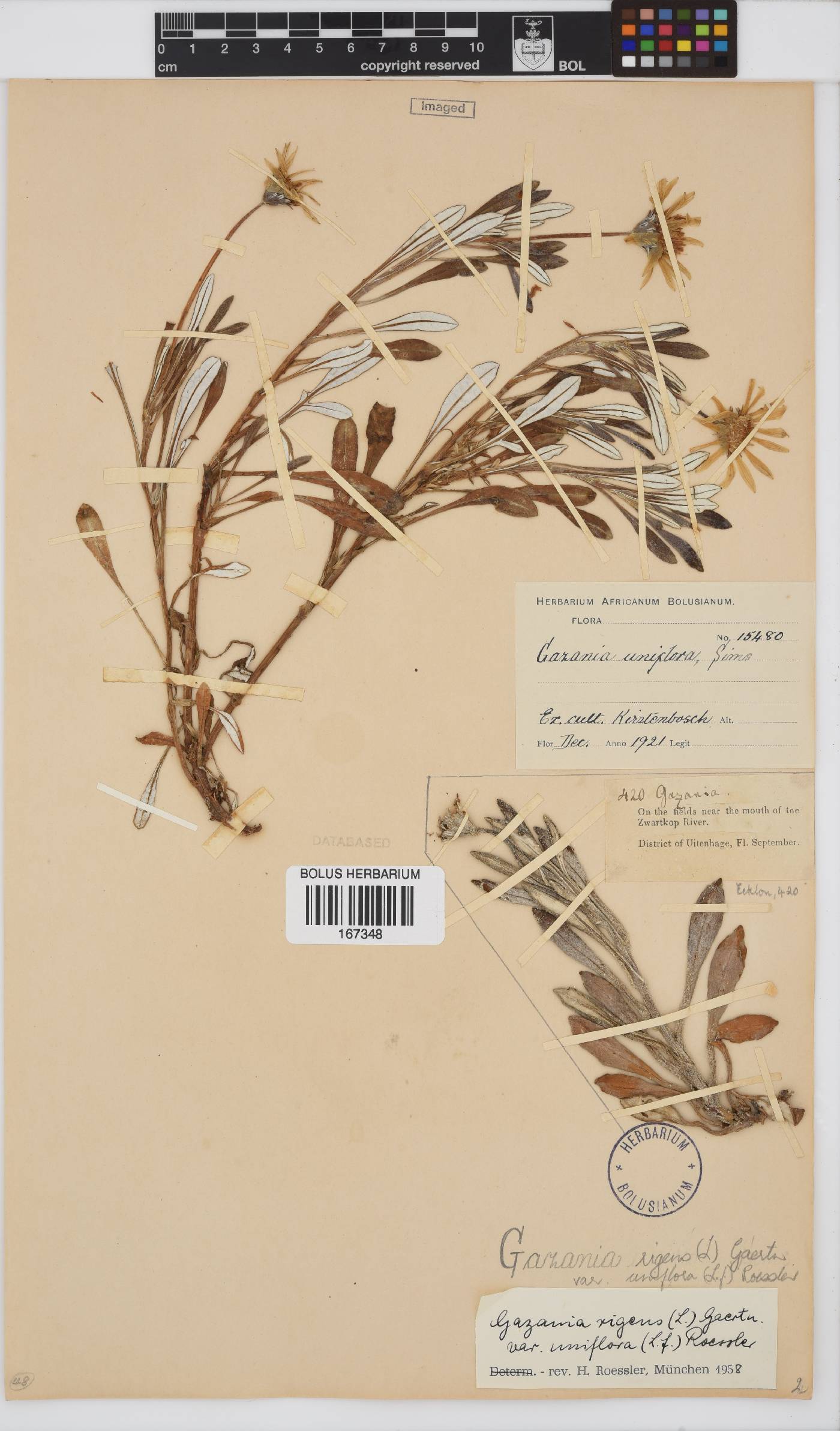 Gazania rigens image