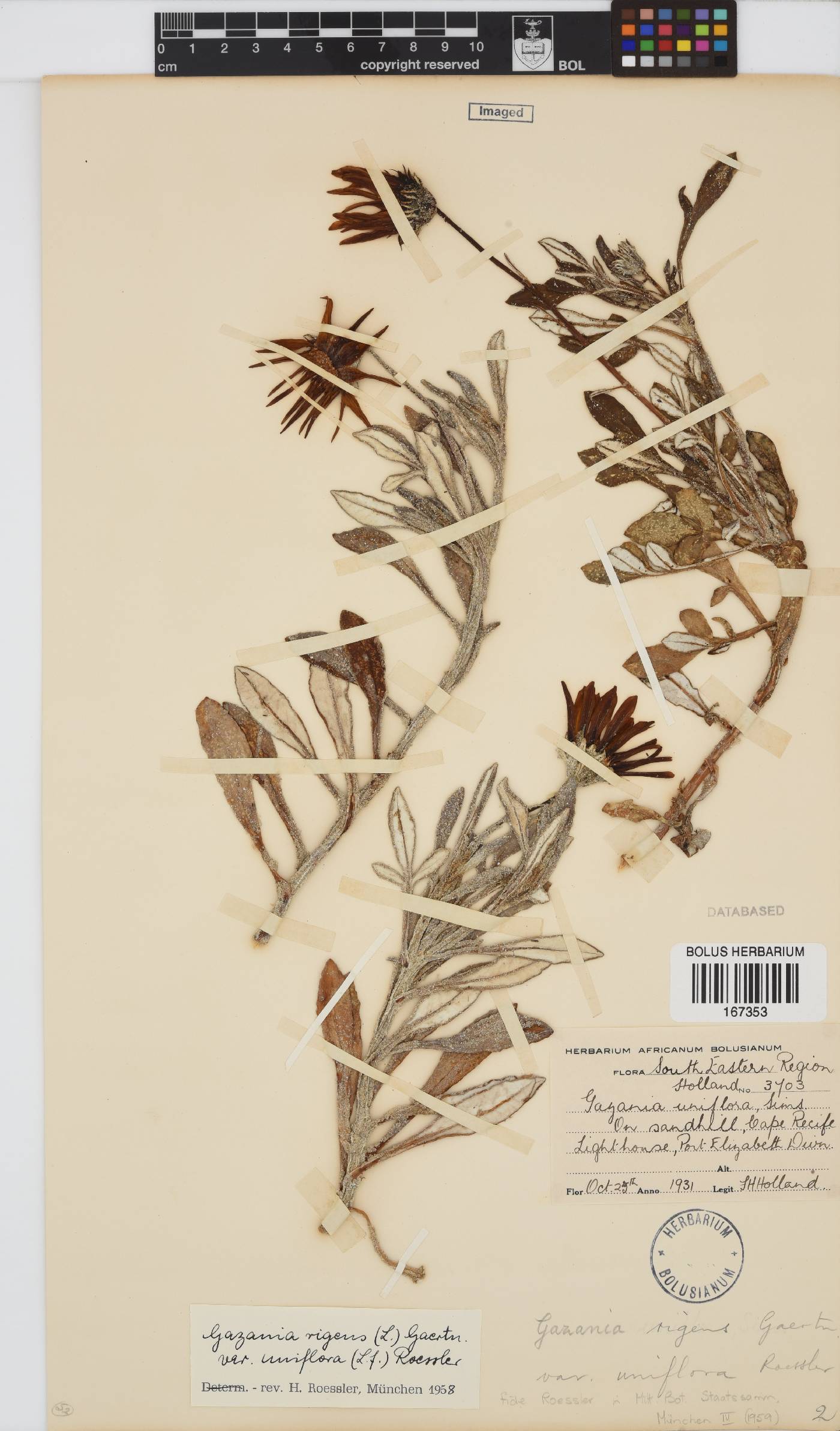 Gazania rigens var. uniflora image