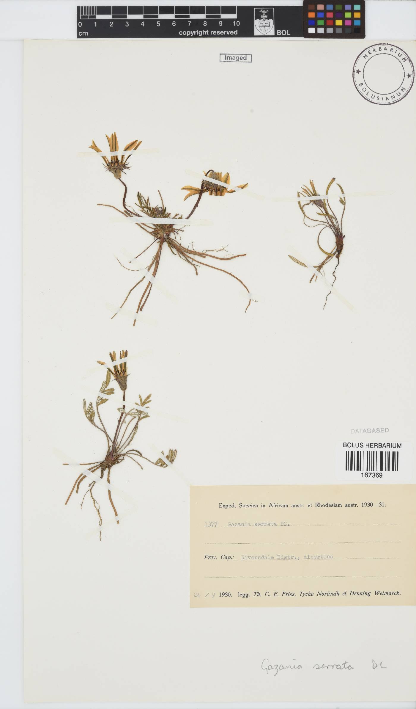 Gazania pectinata image
