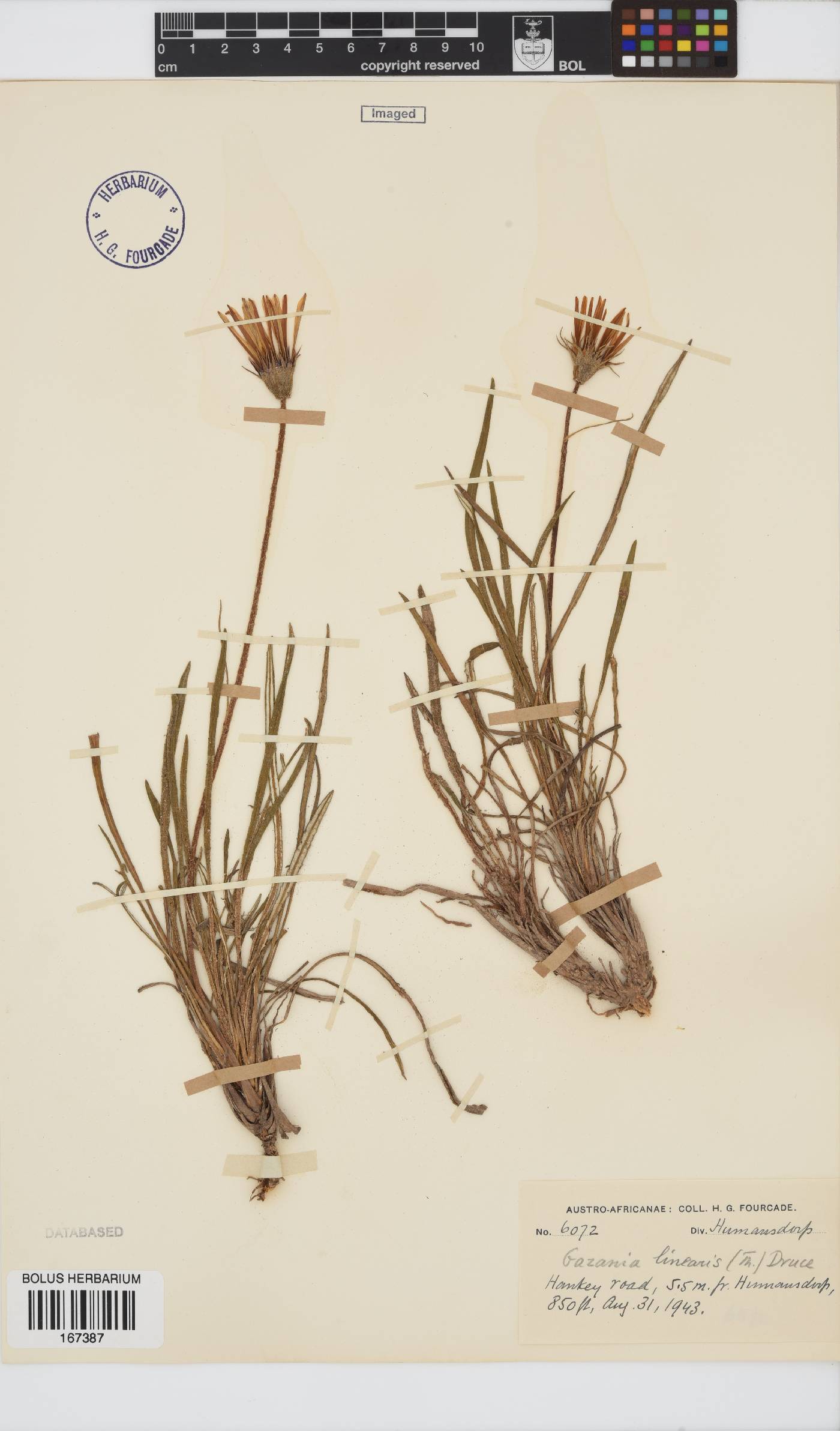 Gazania linearis var. linearis image